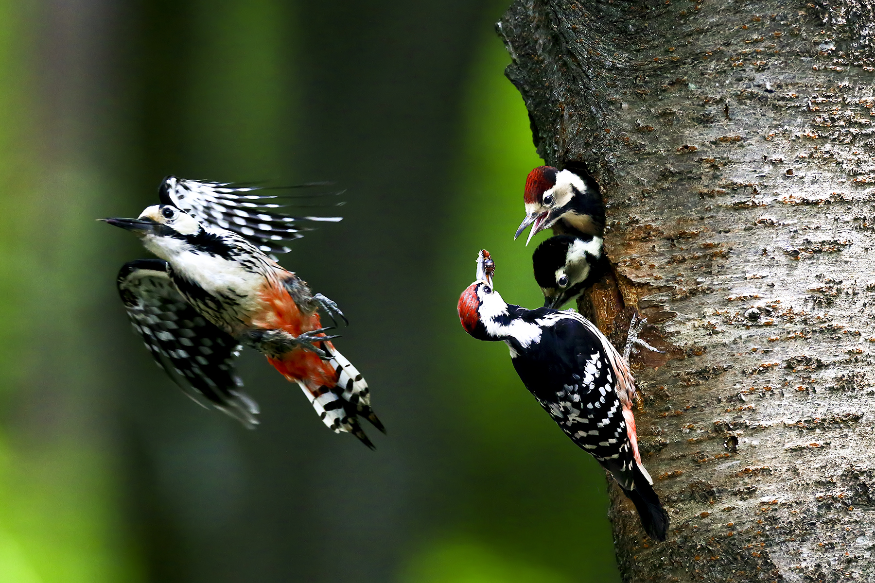 PHOTO BY WO2YA LAB | Canon EOS-1D X Mark II | 2024:05:29 17:49:22 | ISO-3200 | 1/8000 sec | f 7.1 | 90 mm | EV=0 | ● WIDTH:1800 pixels  HEIGHT:1200 pixels