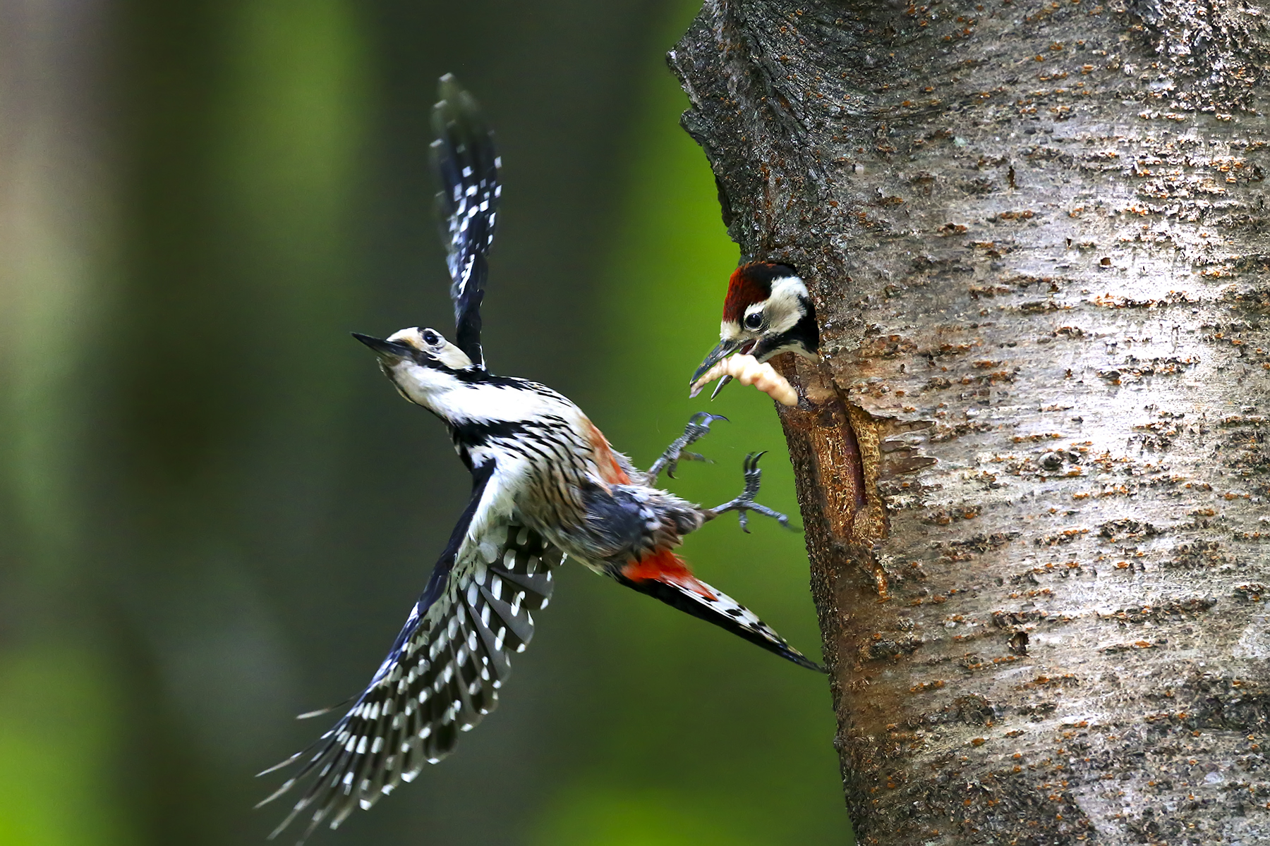 PHOTO BY WO2YA LAB | Canon EOS-1D X Mark II | 2024:05:29 17:49:23 | ISO-3200 | 1/8000 sec | f 7.1 | 90 mm | EV=0 | ● WIDTH:1800 pixels  HEIGHT:1200 pixels