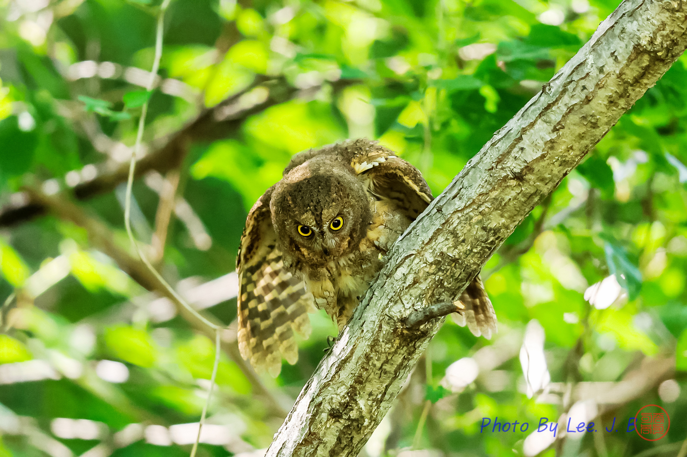 PHOTO BY  | Canon EOS R3 | 2024:05:25 14:39:54 | ISO-6400 | 1/1000 sec | f 4 | 600 mm | EV=-0.7 | ● WIDTH:2244 pixels  HEIGHT:1494 pixels