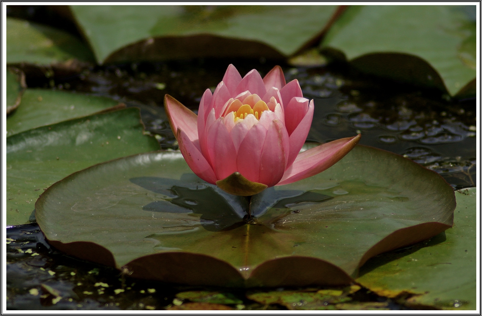 PHOTO BY  | SLT-A77V | 2024:06:06 10:09:57 | ISO-320 | 1/3200 sec | f 10 | 300 mm | EV=-3 | ● WIDTH:6000 pixels  HEIGHT:4000 pixels