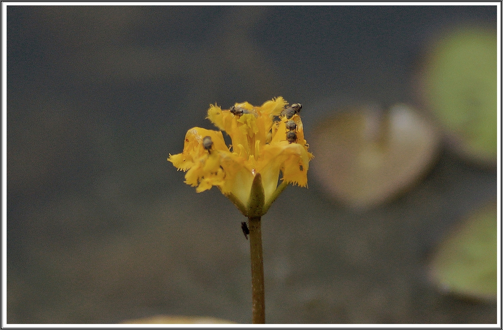 PHOTO BY  | SLT-A77V | 2024:06:06 10:06:48 | ISO-320 | 1/5000 sec | f 13 | 300 mm | EV=-3 | ● WIDTH:6000 pixels  HEIGHT:4000 pixels