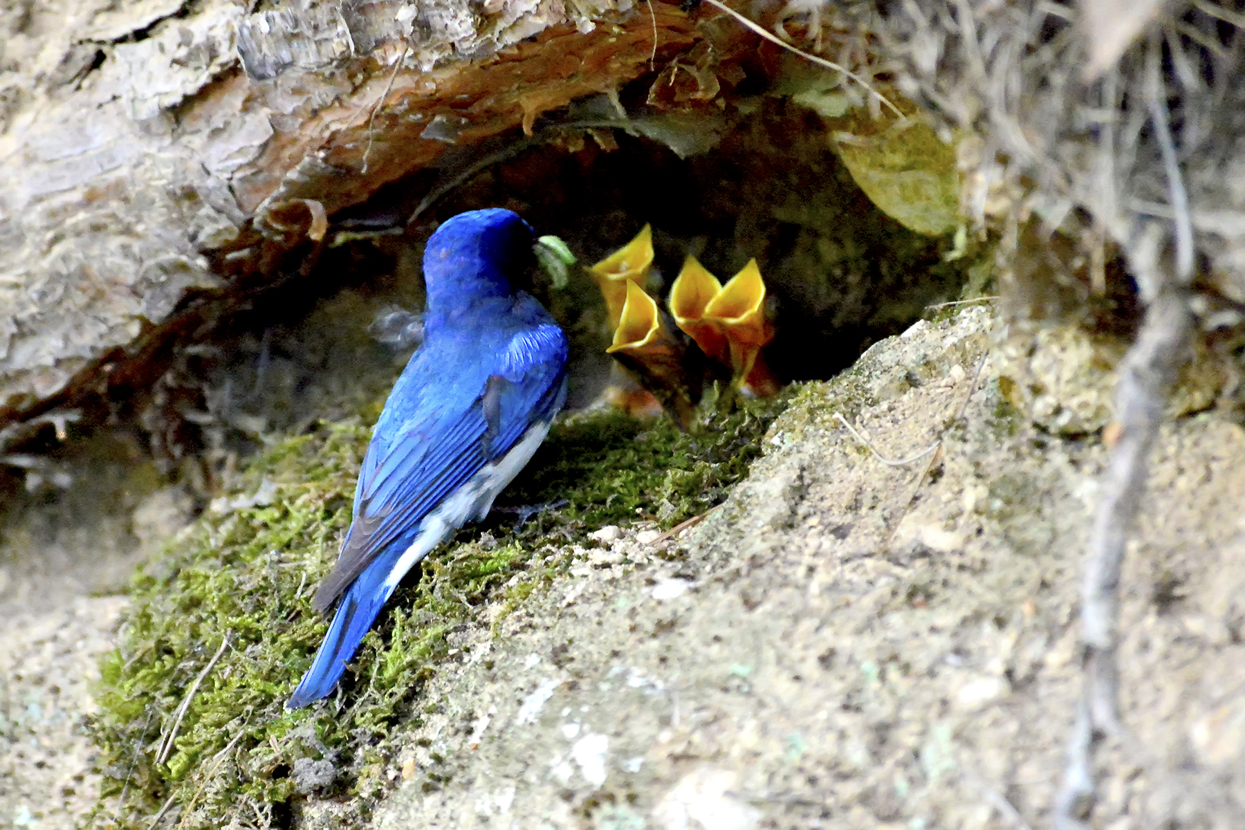 PHOTO BY WO2YA LAB | Canon EOS-1D X Mark II | 2024:05:29 17:49:21 | ISO-3200 | 1/8000 sec | f 7.1 | 90 mm | EV=0 | ● WIDTH:1800 pixels  HEIGHT:1200 pixels