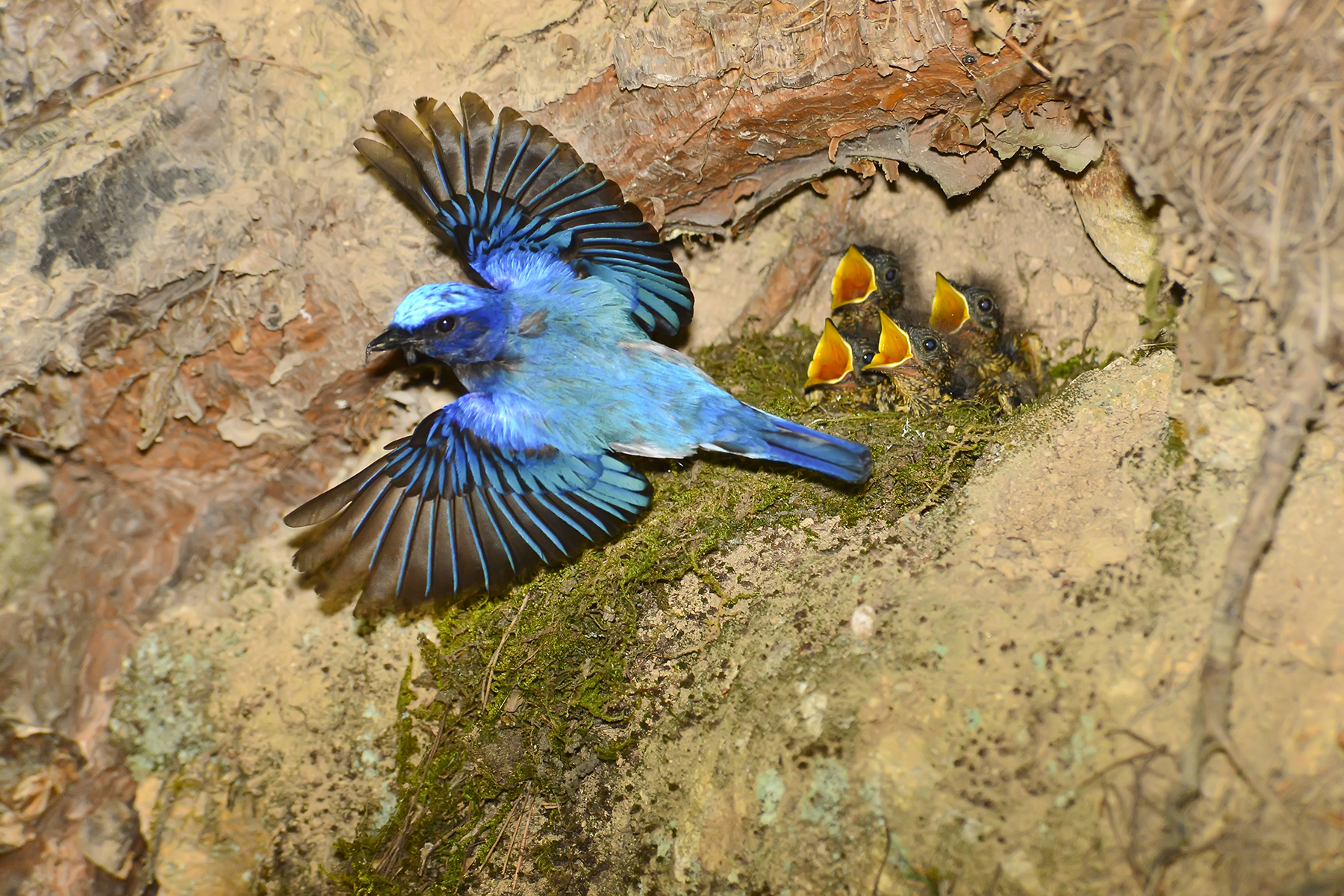 PHOTO BY WO2YA LAB | Canon EOS-1D X Mark II | 2024:05:29 17:49:22 | ISO-3200 | 1/8000 sec | f 7.1 | 90 mm | EV=0 | ● WIDTH:1800 pixels  HEIGHT:1200 pixels