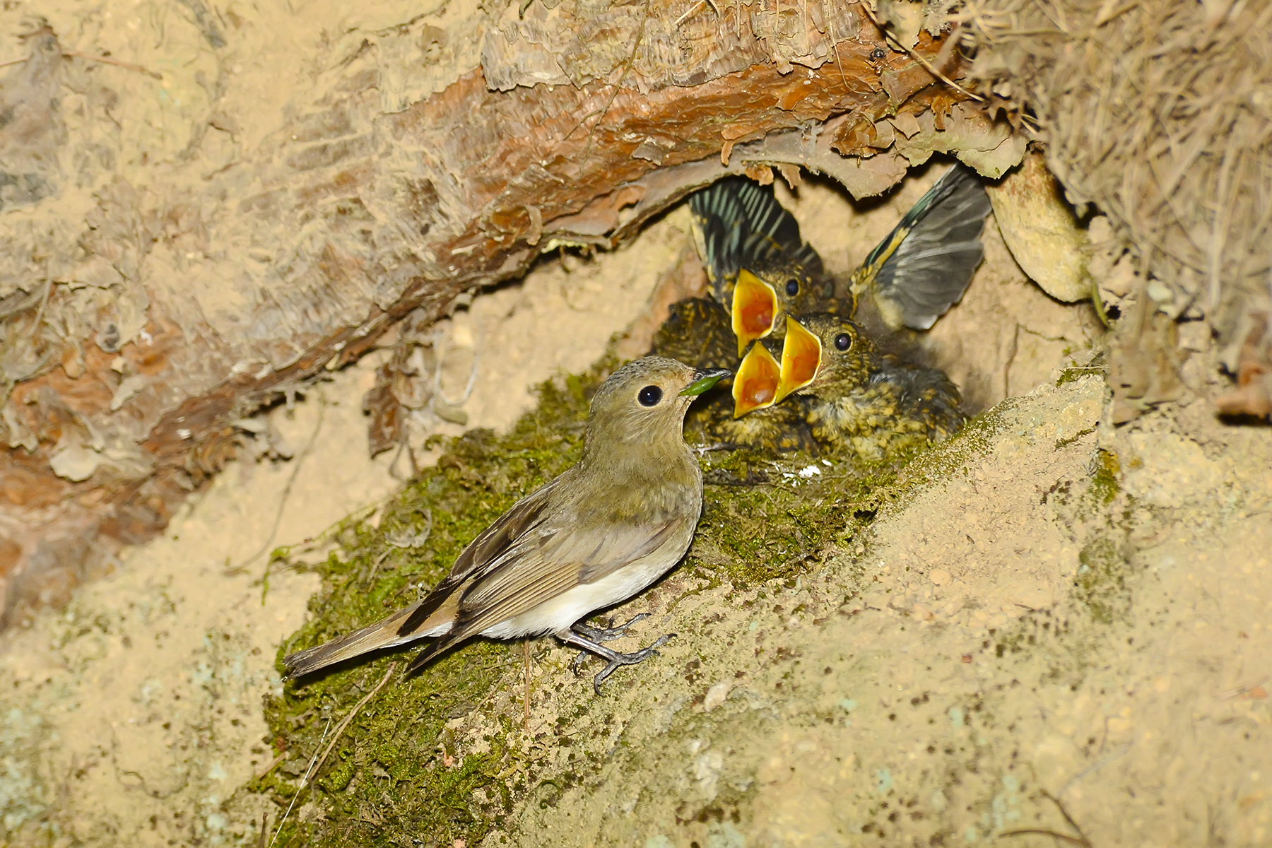 PHOTO BY WO2YA LAB | Canon EOS-1D X Mark II | 2024:05:29 17:49:22 | ISO-3200 | 1/8000 sec | f 7.1 | 90 mm | EV=0 | ● WIDTH:1800 pixels  HEIGHT:1200 pixels