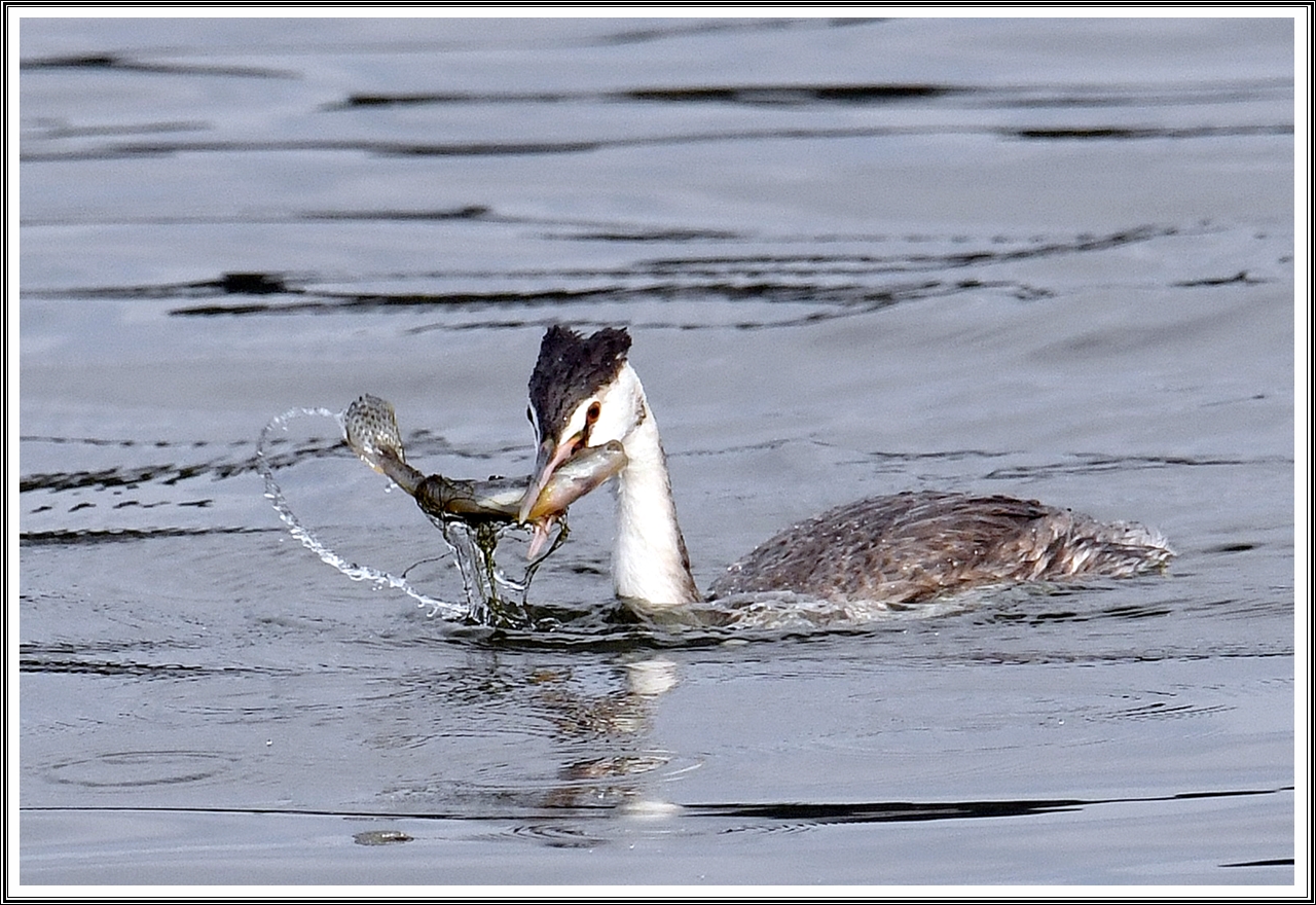 PHOTO BY  | NIKON D500 | 2024:03:17 10:42:38 | ISO-800 | 1/2000 sec | f 8 | 480 mm | EV=0.3 | ● WIDTH:5568 pixels  HEIGHT:3712 pixels