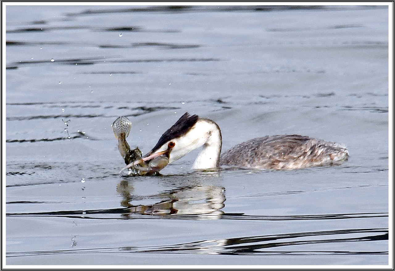 PHOTO BY  | NIKON D500 | 2024:03:17 10:42:38 | ISO-800 | 1/2000 sec | f 8 | 480 mm | EV=0.3 | ● WIDTH:5568 pixels  HEIGHT:3712 pixels