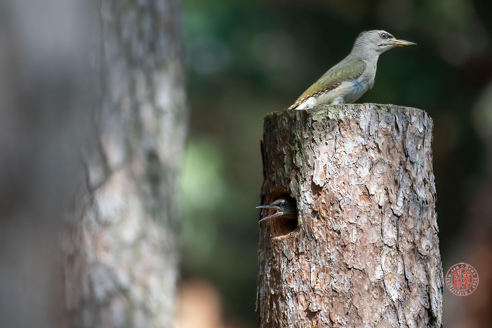 PHOTO BY KKY_CWANG_YEOL | NIKON Z 8 | 2024:06:06 15:01:45 | ISO-2500 | 1/1600 sec | f 6.3 | 600 mm | EV=0 | ● WIDTH:1700 pixels  HEIGHT:1133 pixels