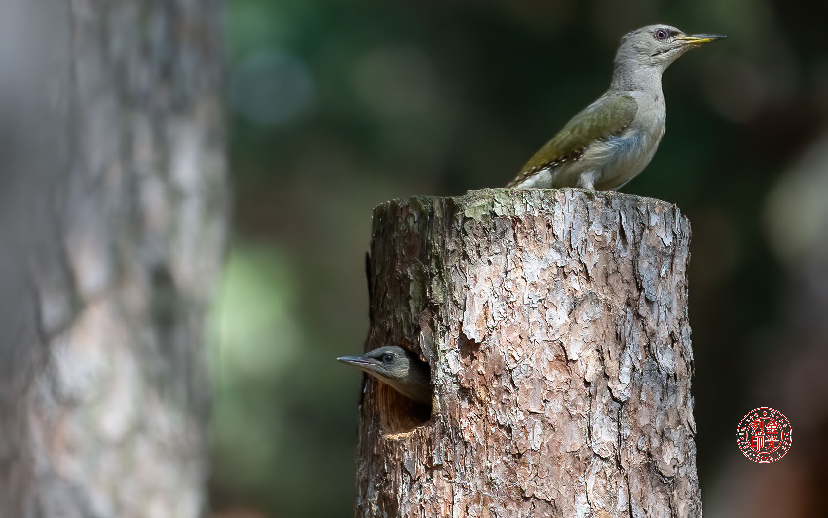 PHOTO BY KKY_CWANG_YEOL | NIKON Z 8 | 2024:06:06 15:01:49 | ISO-2500 | 1/1250 sec | f 6.3 | 600 mm | EV=0 | ● WIDTH:1700 pixels  HEIGHT:1063 pixels