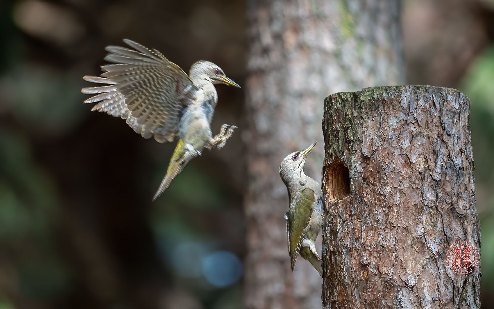 PHOTO BY KKY_CWANG_YEOL | NIKON Z 8 | 2024:06:06 15:22:21 | ISO-2000 | 1/800 sec | f 6.3 | 600 mm | EV=0 | ● WIDTH:1700 pixels  HEIGHT:1062 pixels