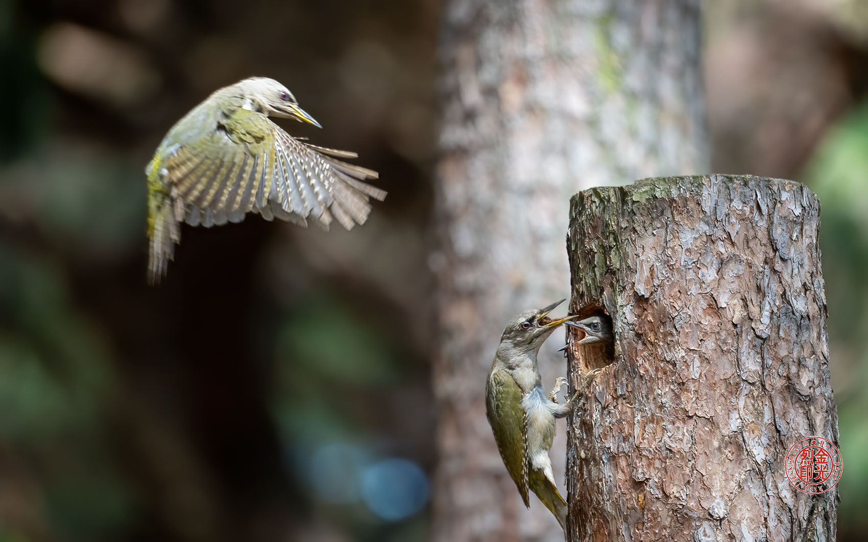 PHOTO BY KKY_CWANG_YEOL | NIKON Z 8 | 2024:06:06 15:22:26 | ISO-2000 | 1/640 sec | f 6.3 | 600 mm | EV=0 | ● WIDTH:1700 pixels  HEIGHT:1063 pixels