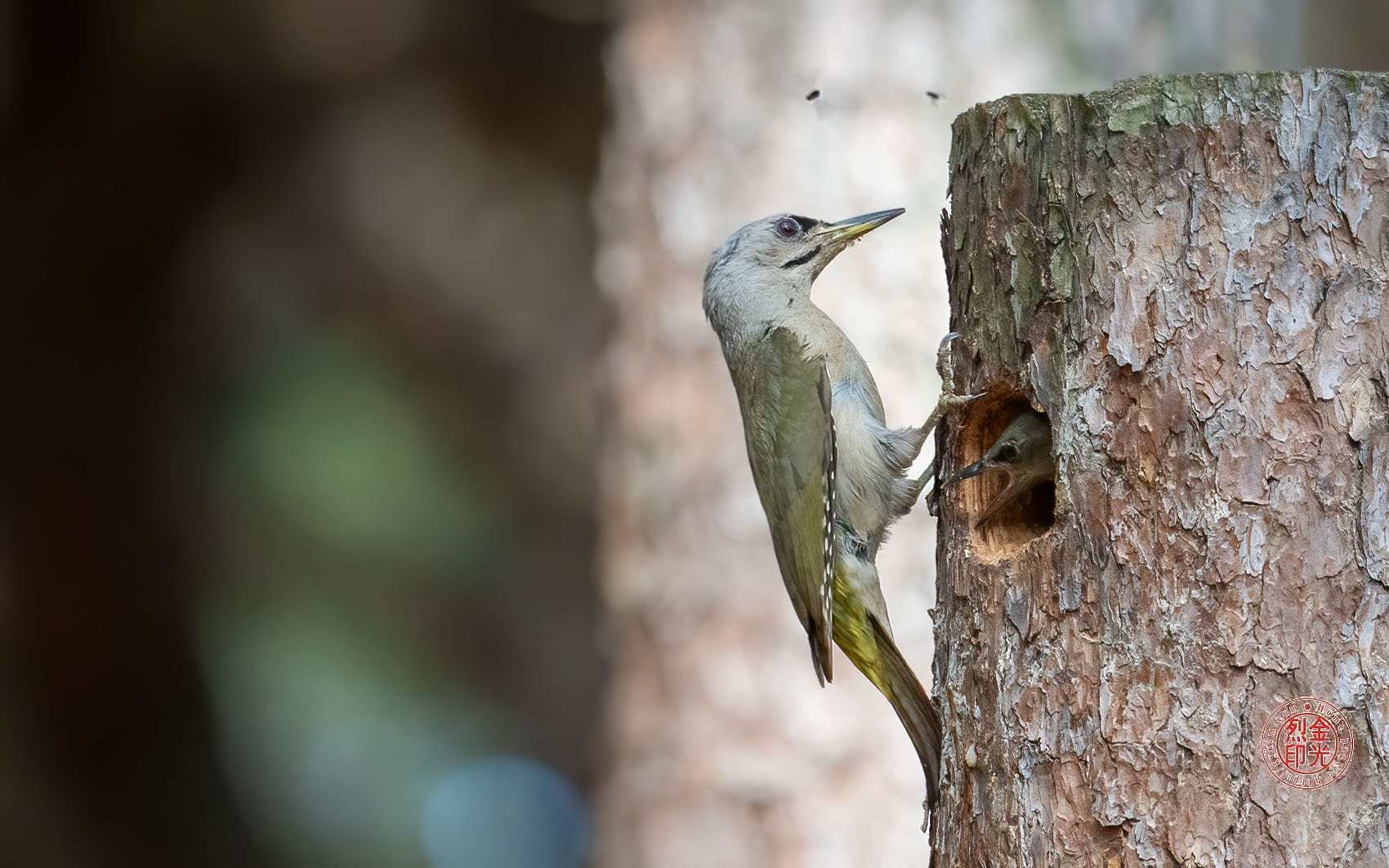 PHOTO BY KKY_CWANG_YEOL | NIKON Z 8 | 2024:06:06 15:49:44 | ISO-3200 | 1/800 sec | f 6.3 | 600 mm | EV=0.7 | ● WIDTH:1700 pixels  HEIGHT:1063 pixels