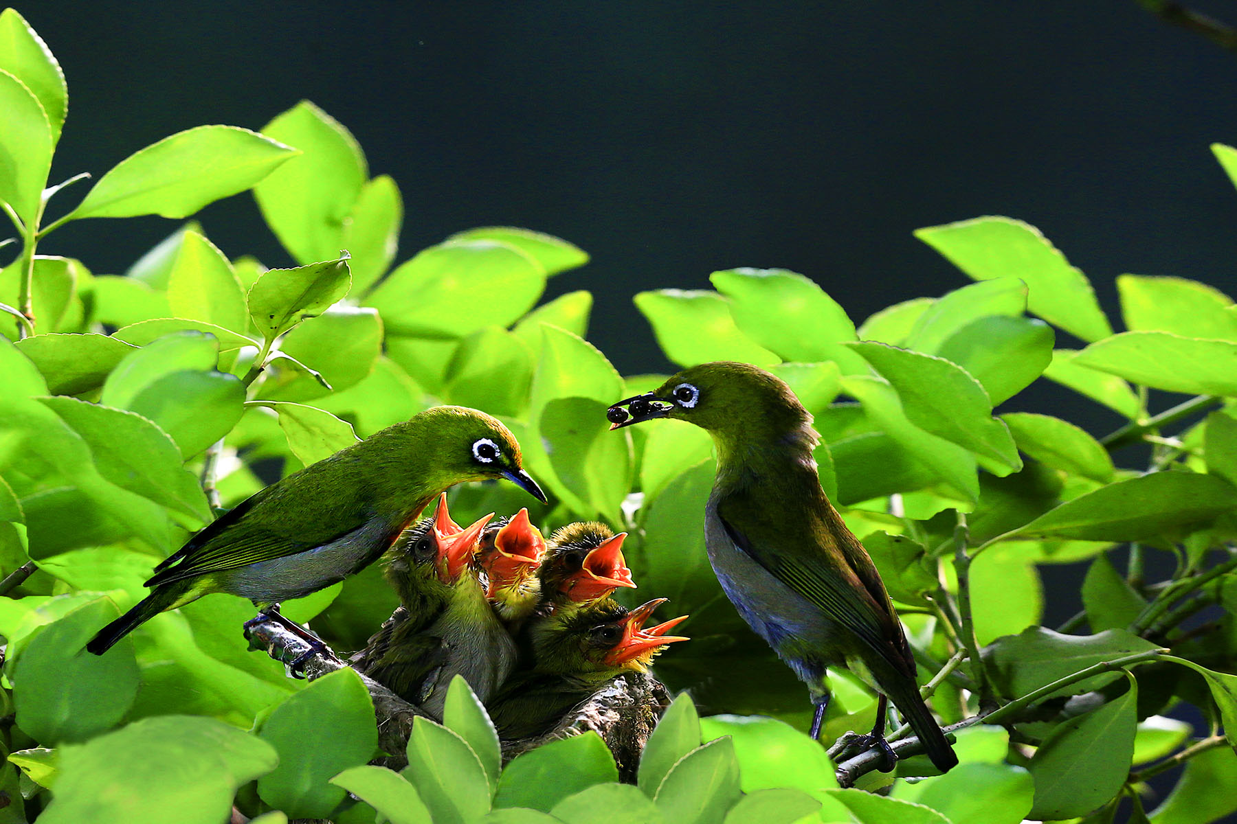 PHOTO BY WO2YA LAB | Canon EOS-1D X Mark II | 2024:05:29 17:49:23 | ISO-3200 | 1/8000 sec | f 7.1 | 90 mm | EV=0 | ● WIDTH:1800 pixels  HEIGHT:1200 pixels