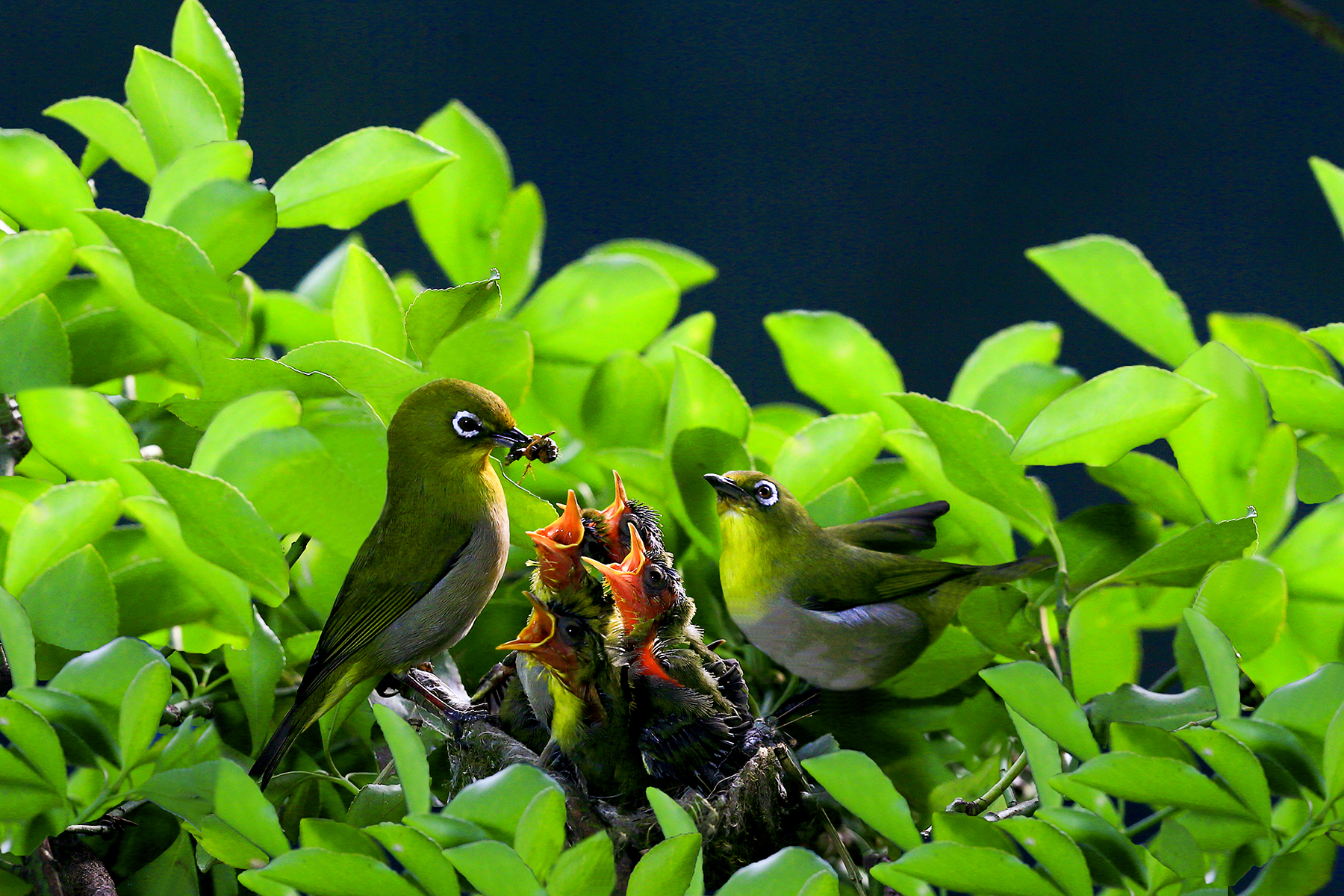 PHOTO BY WO2YA LAB | Canon EOS-1D X Mark II | 2024:05:29 17:49:23 | ISO-3200 | 1/8000 sec | f 7.1 | 90 mm | EV=0 | ● WIDTH:1800 pixels  HEIGHT:1200 pixels