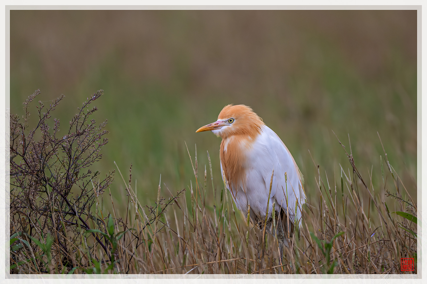 PHOTO BY  | NIKON Z 9 | 2024:06:06 06:52:05 | ISO-720 | 1/1600 sec | f 5.6 | 840 mm | EV=-0.7 | ● WIDTH:1500 pixels  HEIGHT:999 pixels