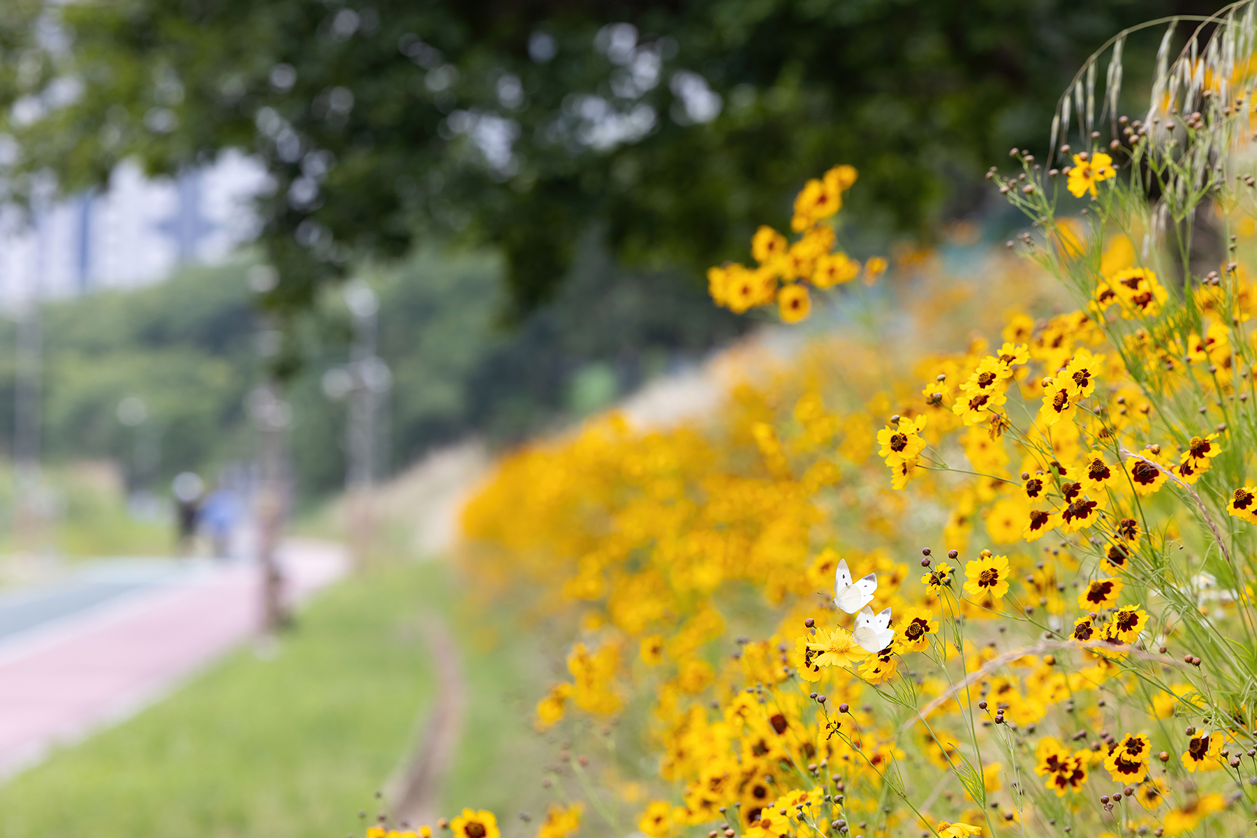 PHOTO BY  | Canon EOS R5 | 2024:06:07 16:10:41 | ISO-1250 | 1/640 sec | f 8 | 187 mm | EV=0.3 | ● WIDTH:1800 pixels  HEIGHT:1201 pixels