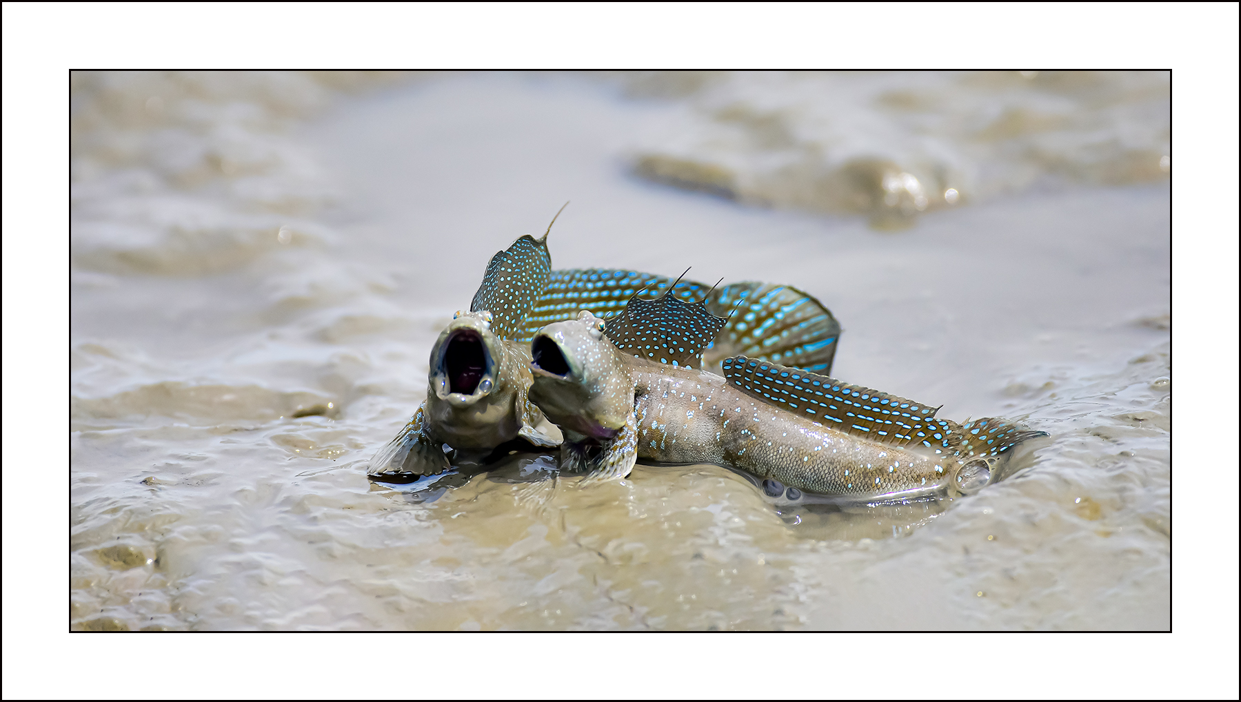   | PHOTO BY : 삿갓/정봉식  |