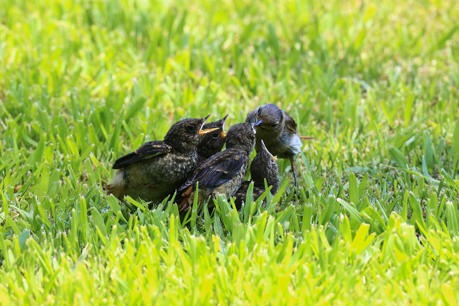 PHOTO BY WO2YA LAB | Canon EOS-1D X Mark II | 2024:05:29 17:49:11 | ISO-3200 | 1/8000 sec | f 7.1 | 90 mm | EV=0 | ● WIDTH:1800 pixels  HEIGHT:1200 pixels