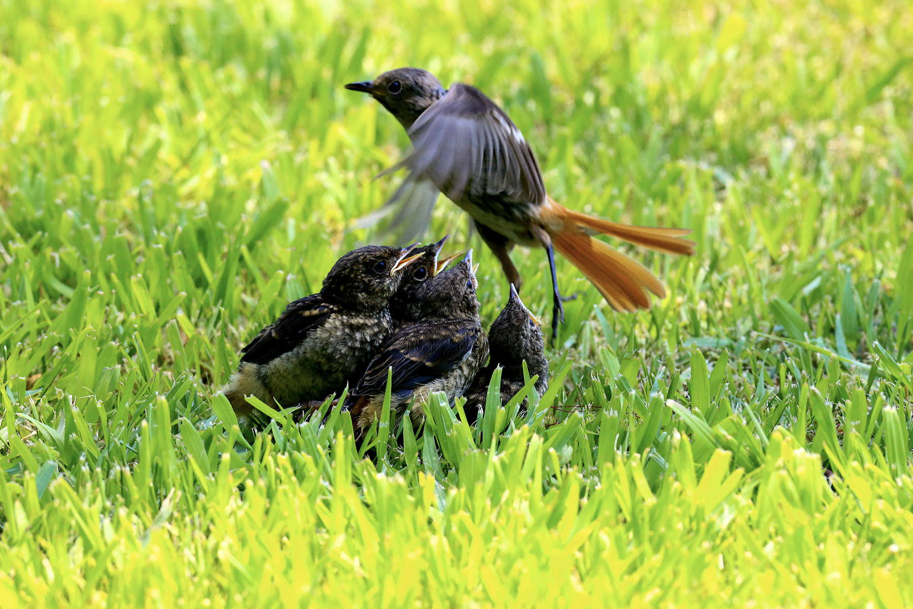 PHOTO BY WO2YA LAB | Canon EOS-1D X Mark II | 2024:05:29 17:49:11 | ISO-3200 | 1/8000 sec | f 7.1 | 90 mm | EV=0 | ● WIDTH:1800 pixels  HEIGHT:1200 pixels