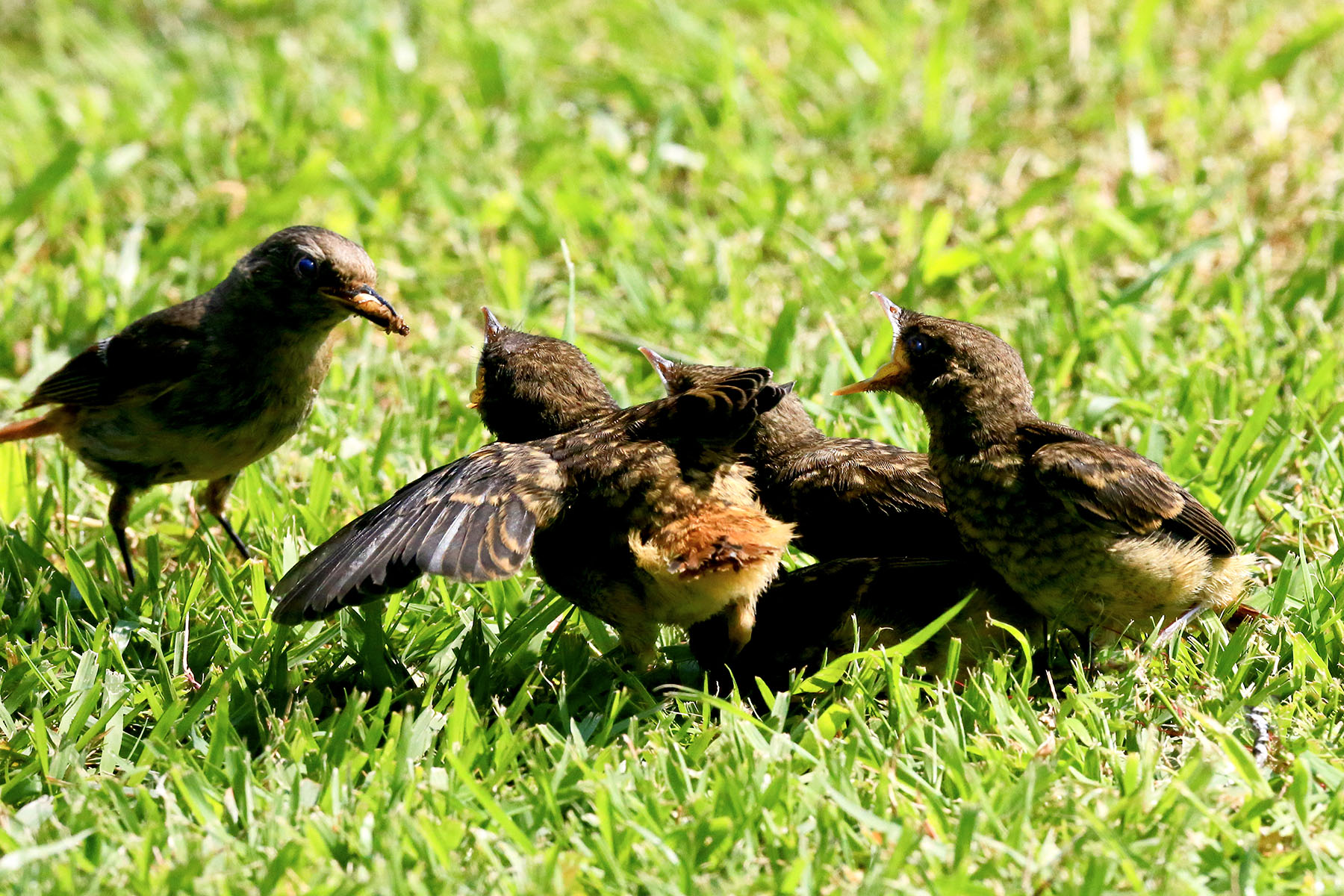 PHOTO BY WO2YA LAB | Canon EOS-1D X Mark II | 2024:05:29 17:49:13 | ISO-3200 | 1/8000 sec | f 7.1 | 90 mm | EV=0 | ● WIDTH:1800 pixels  HEIGHT:1200 pixels