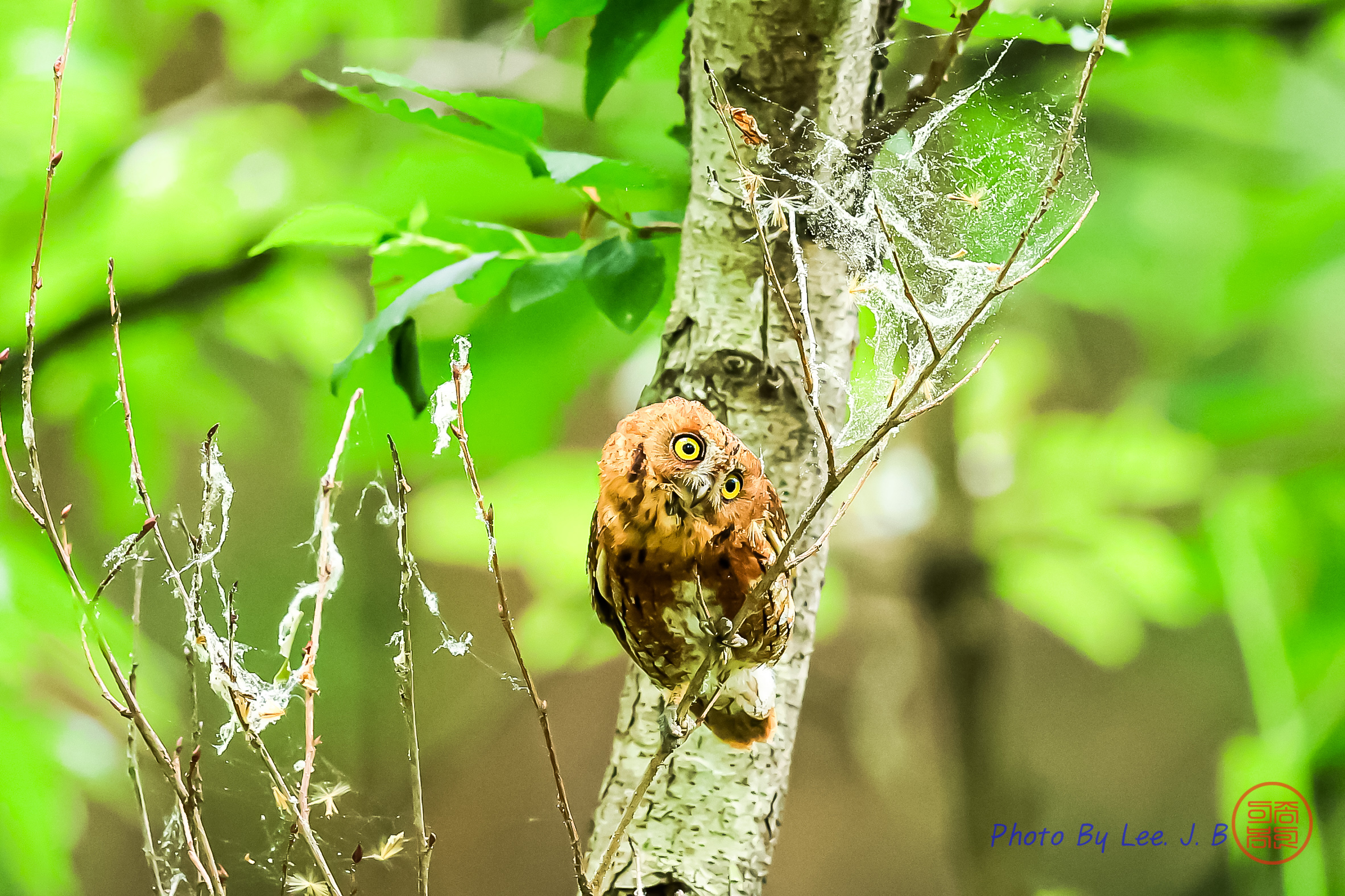 PHOTO BY  | Canon EOS R3 | 2024:05:30 13:03:22 | ISO-4000 | 1/1000 sec | f 4 | 600 mm | EV=-0.7 | ● WIDTH:2365 pixels  HEIGHT:1576 pixels