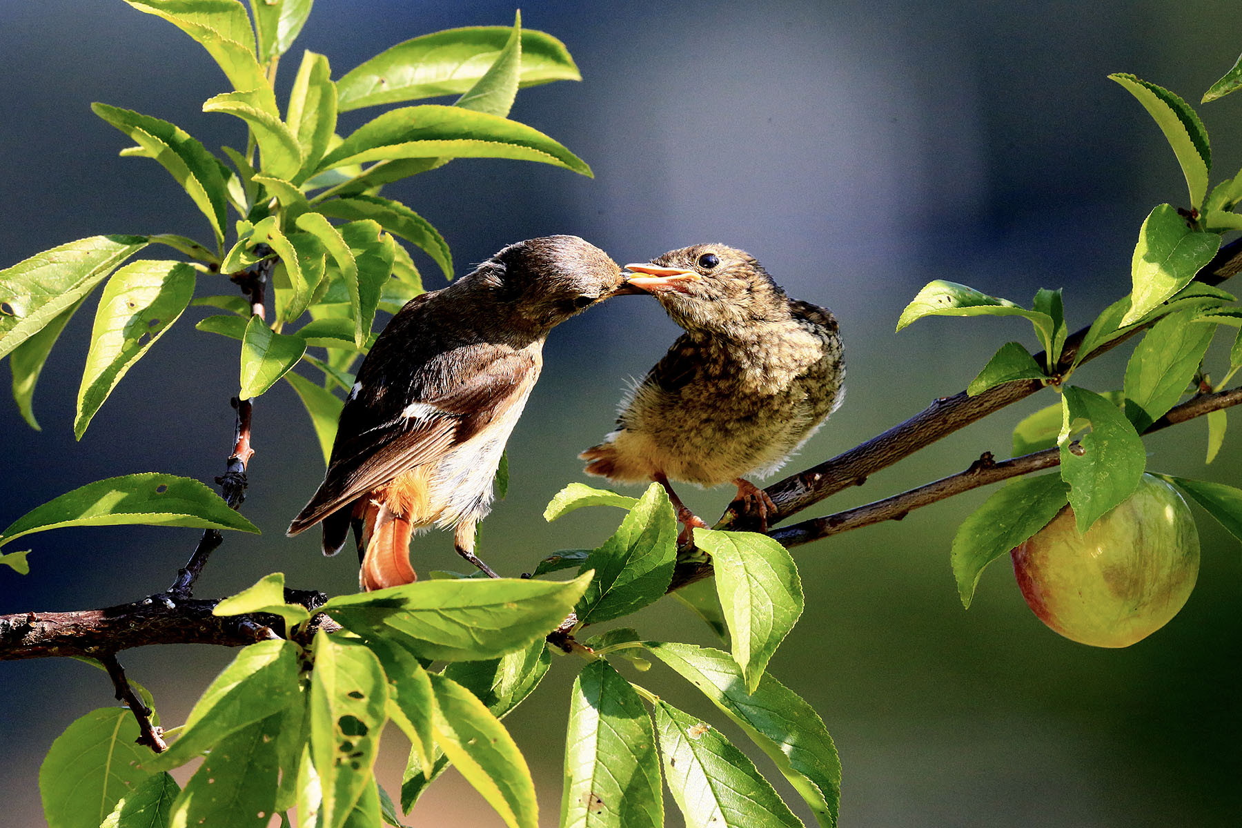 PHOTO BY WO2YA LAB | Canon EOS-1D X Mark II | 2024:06:04 17:50:39 | ISO-3200 | 1/8000 sec | f 7.1 | 250 mm | EV=0 | ● WIDTH:1800 pixels  HEIGHT:1200 pixels