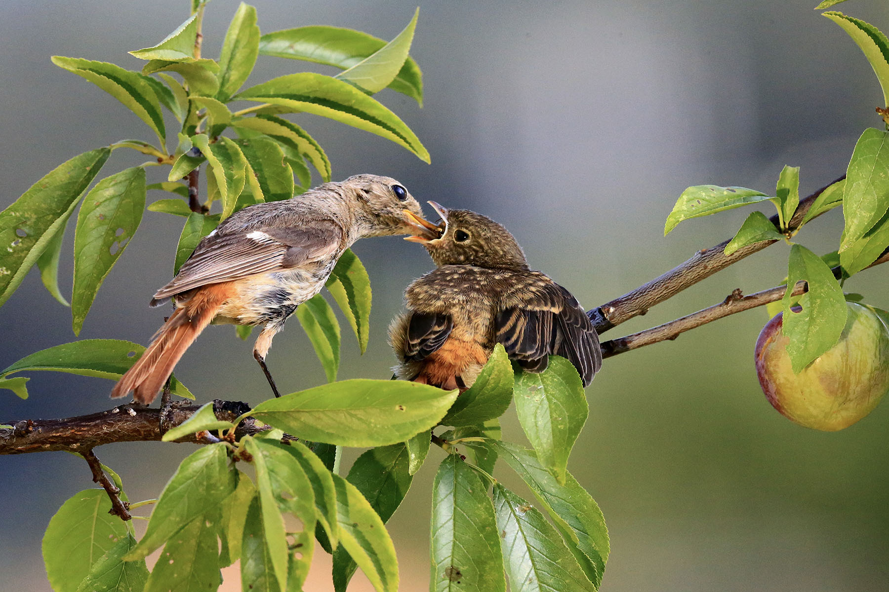 PHOTO BY WO2YA LAB | Canon EOS-1D X Mark II | 2024:06:04 17:50:39 | ISO-3200 | 1/8000 sec | f 7.1 | 250 mm | EV=0 | ● WIDTH:1800 pixels  HEIGHT:1200 pixels