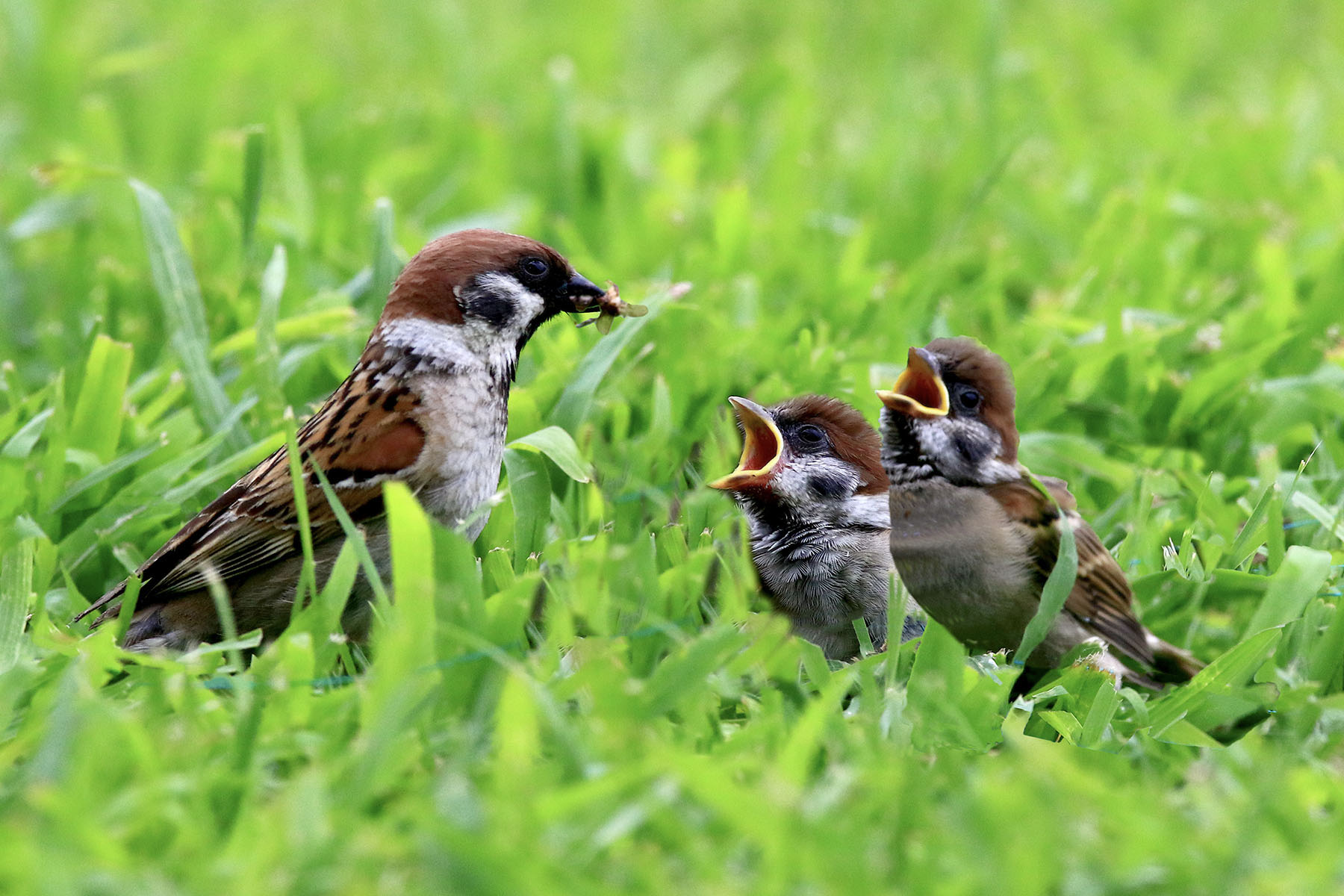 PHOTO BY WO2YA LAB | Canon EOS-1D X Mark II | 2024:06:04 17:50:40 | ISO-3200 | 1/8000 sec | f 7.1 | 250 mm | EV=0 | ● WIDTH:1800 pixels  HEIGHT:1200 pixels