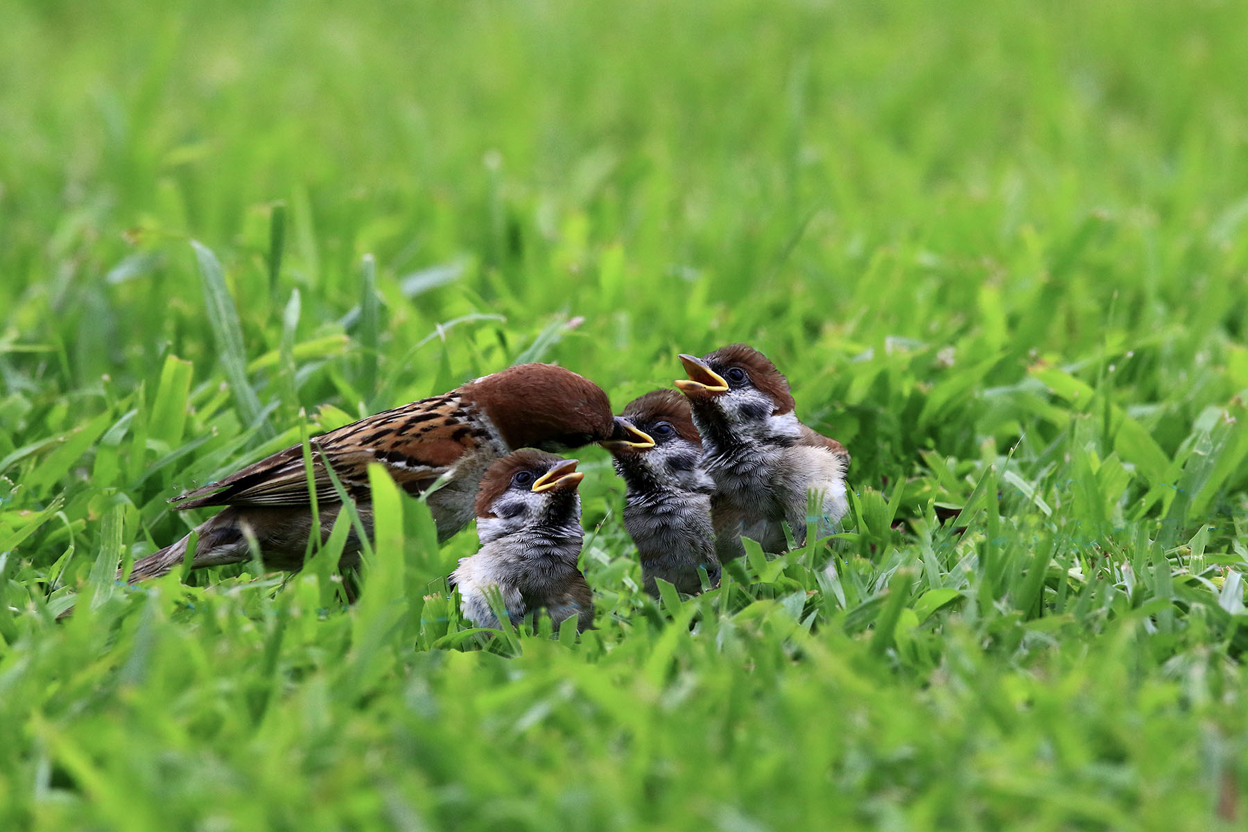 PHOTO BY WO2YA LAB | Canon EOS-1D X Mark II | 2024:06:04 17:50:40 | ISO-3200 | 1/8000 sec | f 7.1 | 250 mm | EV=0 | ● WIDTH:1800 pixels  HEIGHT:1200 pixels