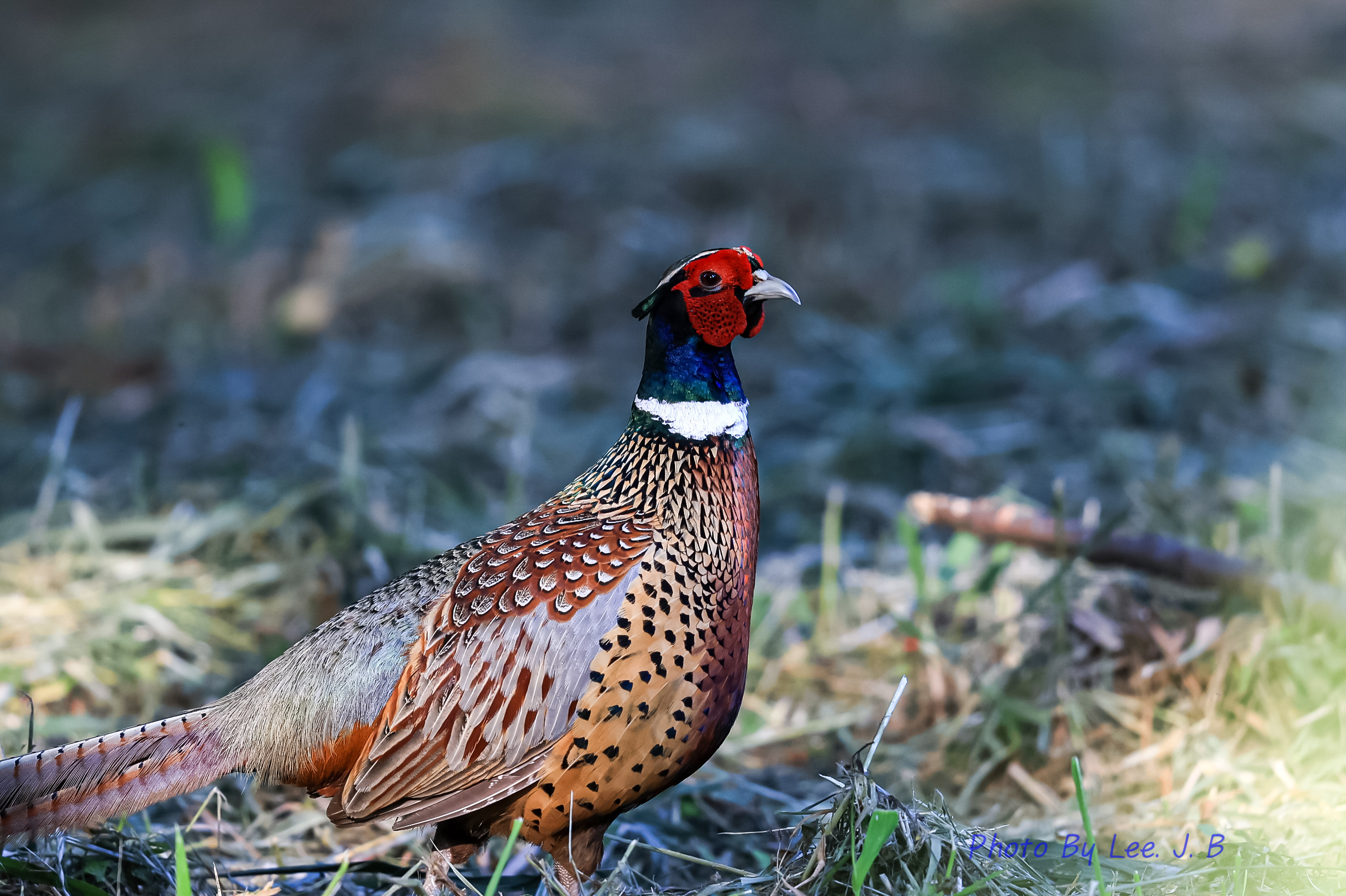 PHOTO BY  | Canon EOS R3 | 2024:06:03 17:42:54 | ISO-500 | 1/400 sec | f 4 | 600 mm | EV=-0.7 | ● WIDTH:2606 pixels  HEIGHT:1736 pixels