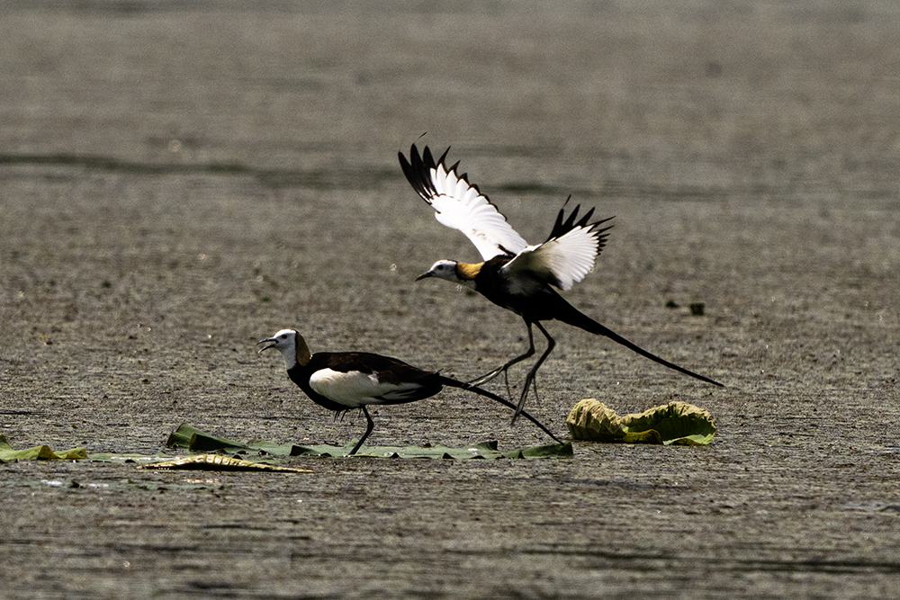 PHOTO BY KWON BYUNG JIN | NIKON Z 8 | 2024:06:07 10:58:59 | ISO-640 | 1/4000 sec | f 8 | 600 mm | EV=0 | ● WIDTH:1000 pixels  HEIGHT:667 pixels