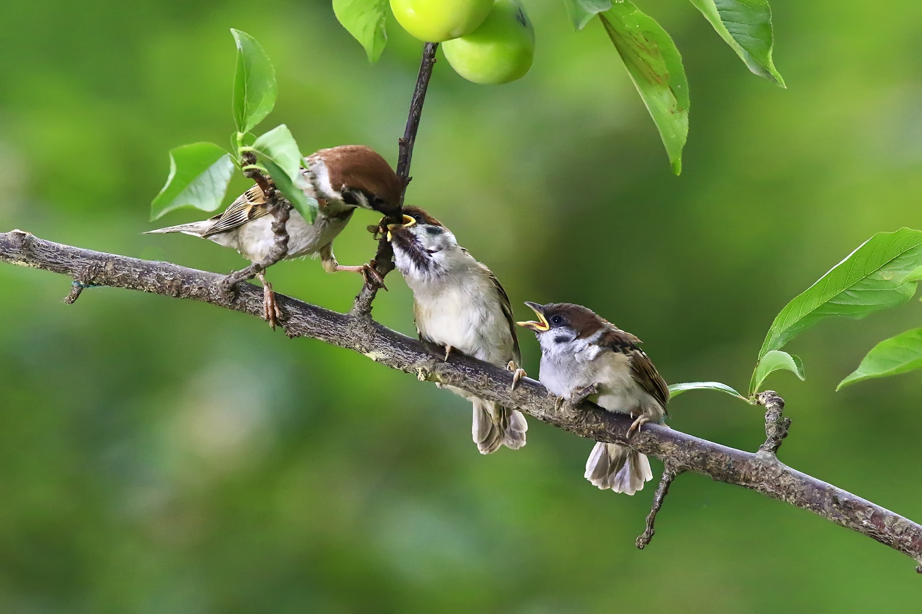 PHOTO BY WO2YA LAB | Canon EOS-1D X Mark II | 2024:06:04 17:50:40 | ISO-3200 | 1/8000 sec | f 7.1 | 250 mm | EV=0 | ● WIDTH:1800 pixels  HEIGHT:1200 pixels