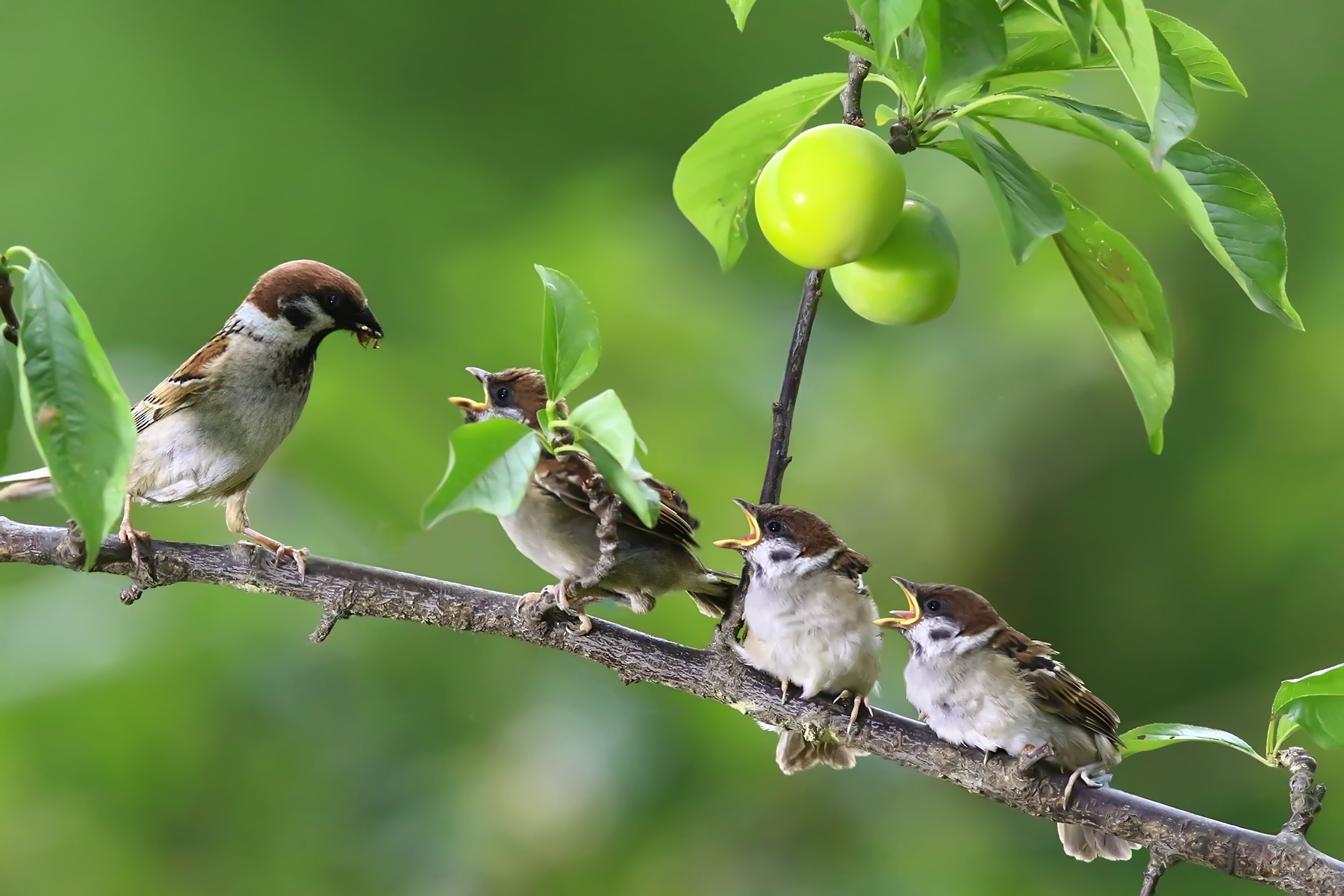 PHOTO BY WO2YA LAB | Canon EOS-1D X Mark II | 2024:06:04 17:50:40 | ISO-3200 | 1/8000 sec | f 7.1 | 250 mm | EV=0 | ● WIDTH:1800 pixels  HEIGHT:1200 pixels