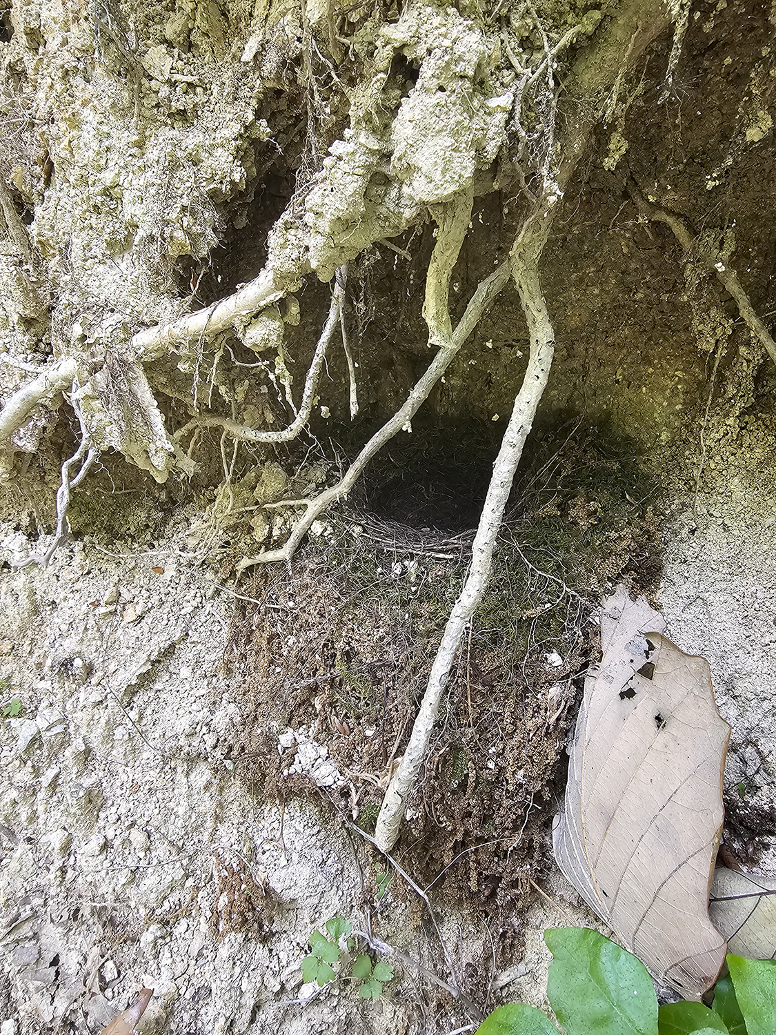 PHOTO BY  | Galaxy S23 Ultra | 2024:06:01 11:36:59 | ISO-125 | 1/60 sec | f 2.2 | 2.2 mm | EV=0 | ● WIDTH:1125 pixels  HEIGHT:1500 pixels