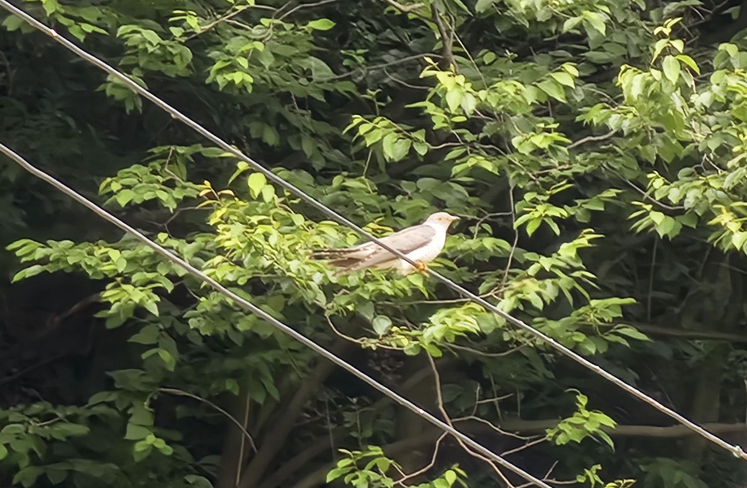 PHOTO BY  | Galaxy S23 Ultra | 2024:06:01 11:36:59 | ISO-125 | 1/60 sec | f 2.2 | 2.2 mm | EV=0 | ● WIDTH:1125 pixels  HEIGHT:1500 pixels