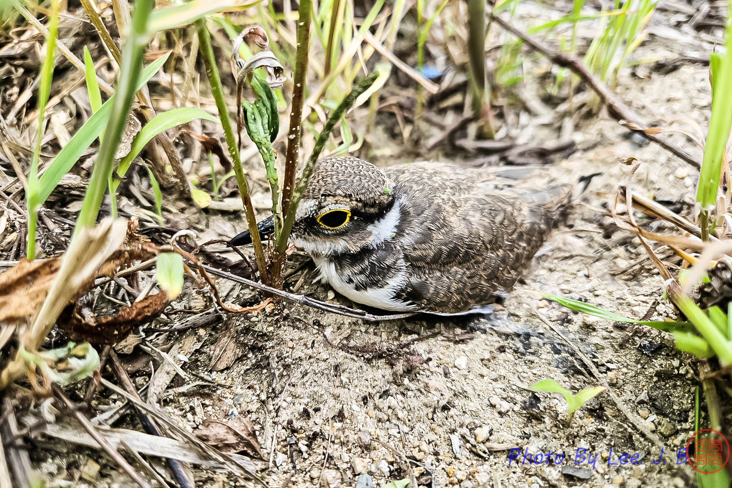 PHOTO BY  | Canon EOS R3 | 2024:05:25 07:55:28 | ISO-25 | 1/159 sec | f 1.8 | 5.4 mm | EV=0 | ● WIDTH:1500 pixels  HEIGHT:999 pixels