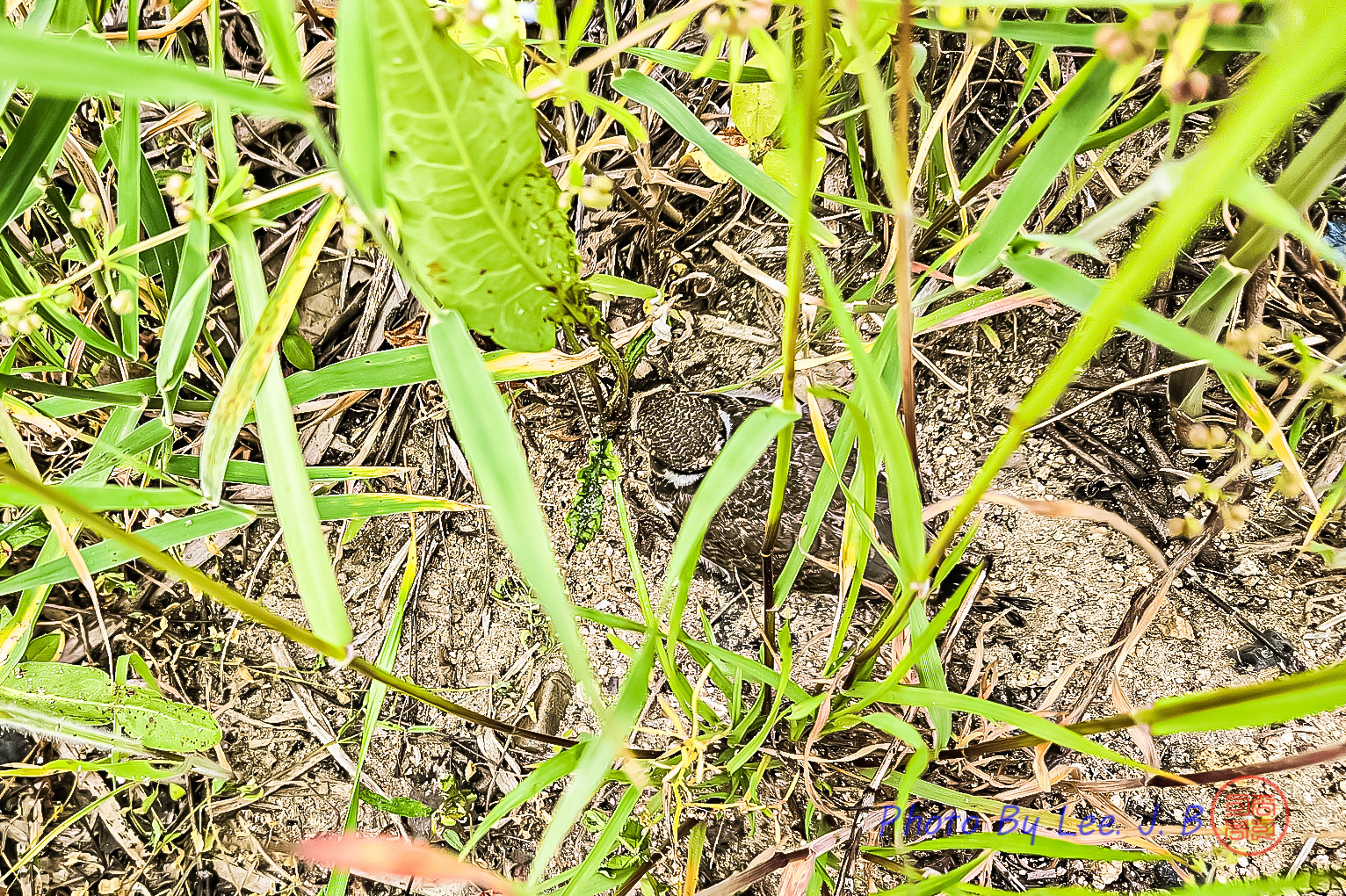 PHOTO BY  | Canon EOS R3 | 2024:05:25 07:53:29 | ISO-25 | 1/215 sec | f 1.8 | 5.4 mm | EV=0 | ● WIDTH:1532 pixels  HEIGHT:1020 pixels