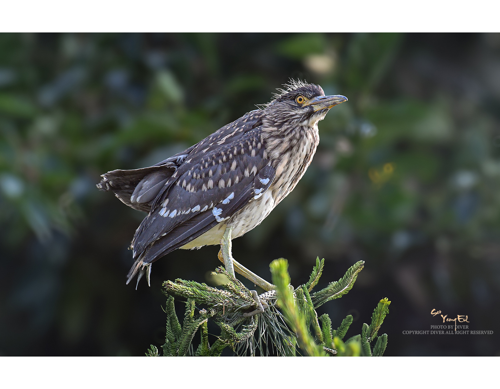 PHOTO BY  | NIKON D500 | 2024:06:10 08:24:28 | ISO-2200 | 1/2000 sec | f 5.6 | 500 mm | EV=0 | ● WIDTH:1600 pixels  HEIGHT:1246 pixels