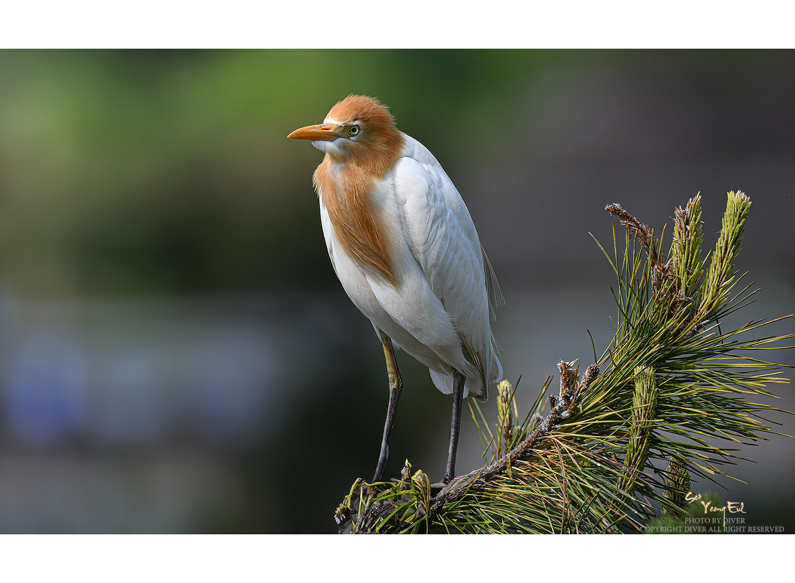 PHOTO BY  | NIKON D500 | 2024:06:10 09:11:52 | ISO-360 | 1/2000 sec | f 5.6 | 500 mm | EV=0 | ● WIDTH:1600 pixels  HEIGHT:1173 pixels