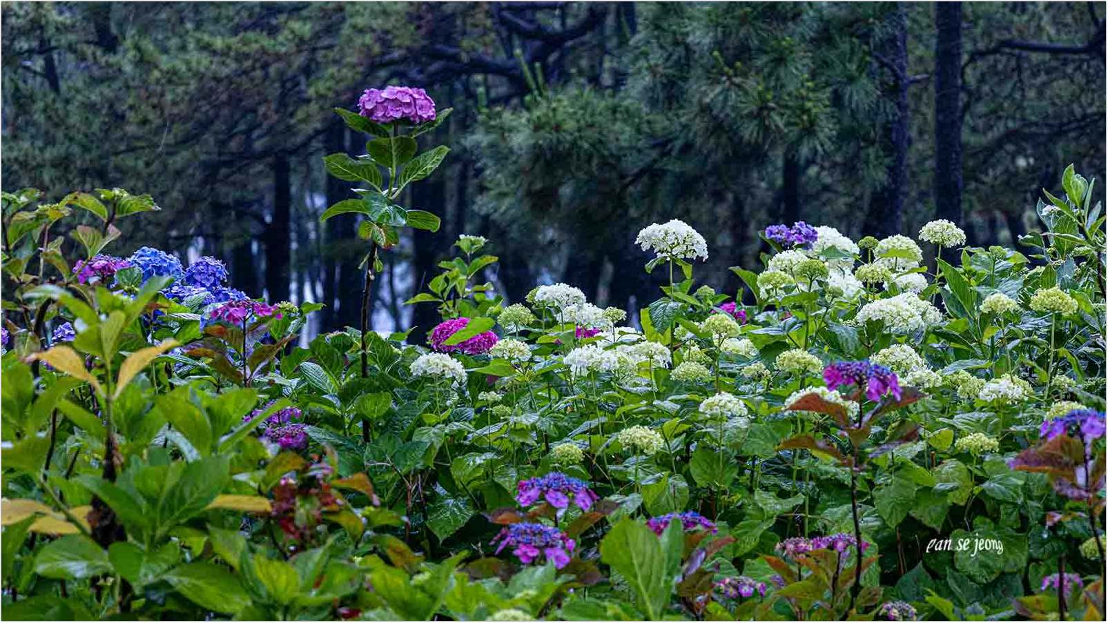 PHOTO BY jps | Canon EOS R6 | 2024:06:09 08:42:28 | ISO-200 | 1/100 sec | f 7.1 | 92 mm | EV=-0.3 | ● WIDTH:1605 pixels  HEIGHT:903 pixels