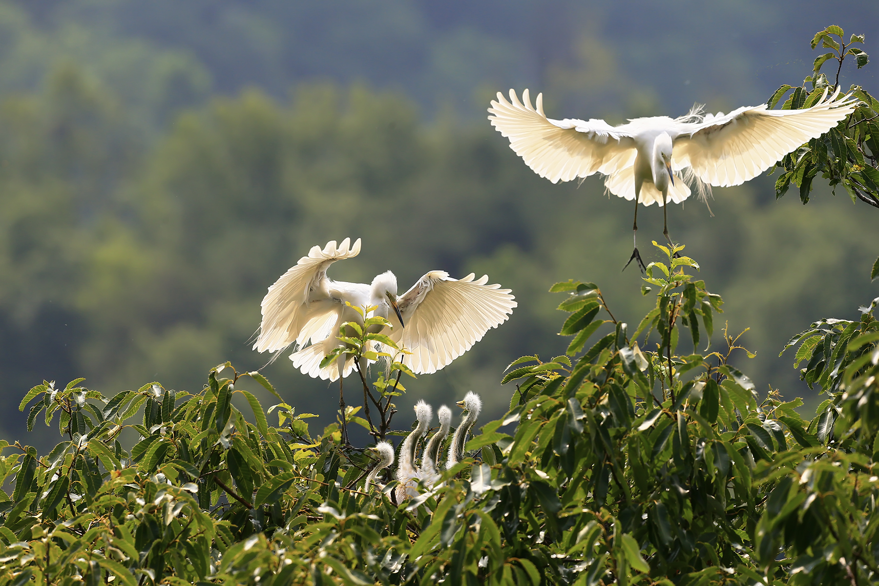 PHOTO BY WO2YA LAB | Canon EOS-1D X Mark II | 2024:06:04 17:50:45 | ISO-3200 | 1/2000 sec | f 7.1 | 250 mm | EV=0 | ● WIDTH:1800 pixels  HEIGHT:1200 pixels