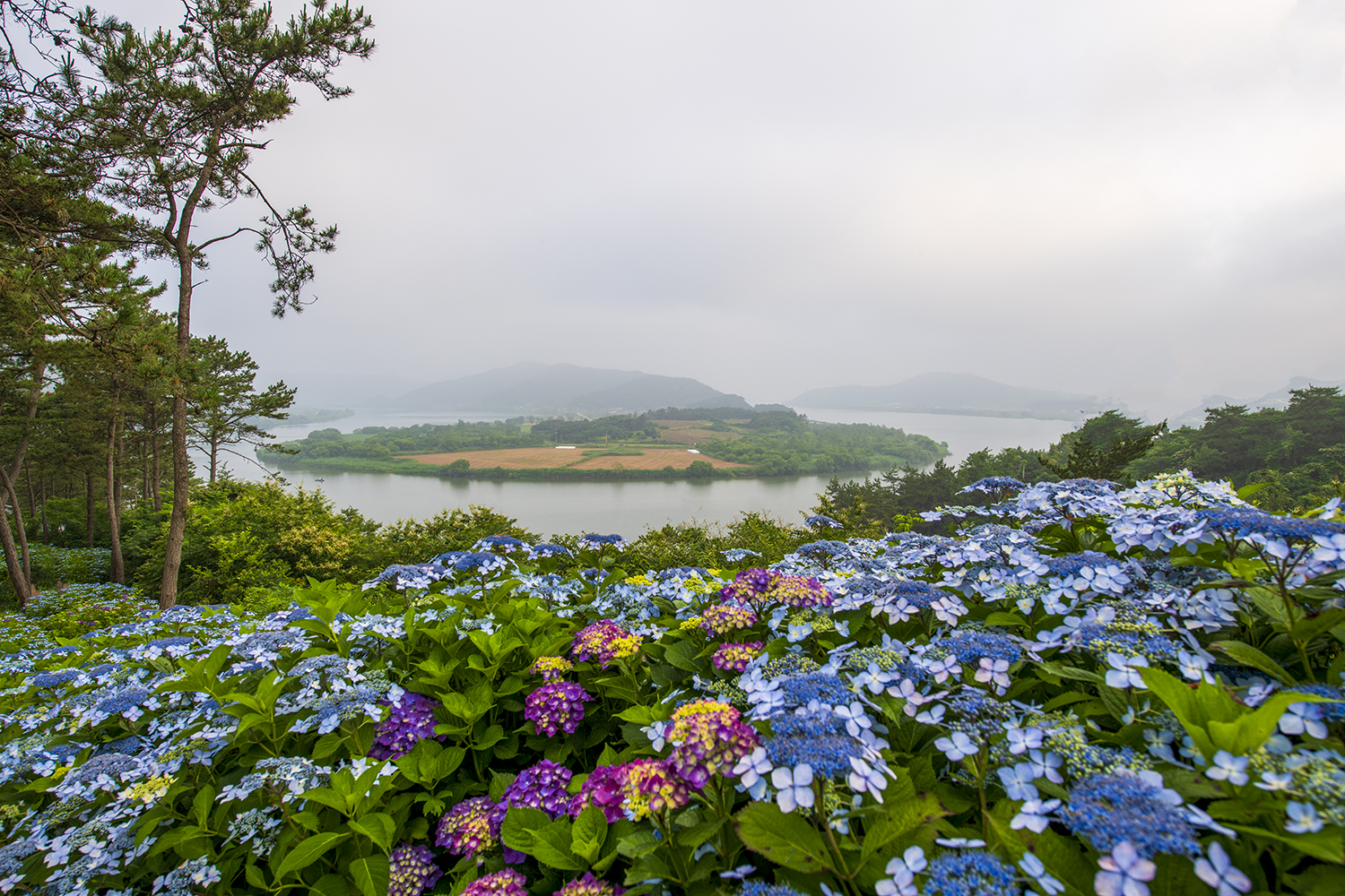 PHOTO BY  | NIKON D850 | 2024:06:11 06:19:41 | ISO-100 | 1/125 sec | f 8 | 20 mm | EV=0 | ● WIDTH:1500 pixels  HEIGHT:1000 pixels