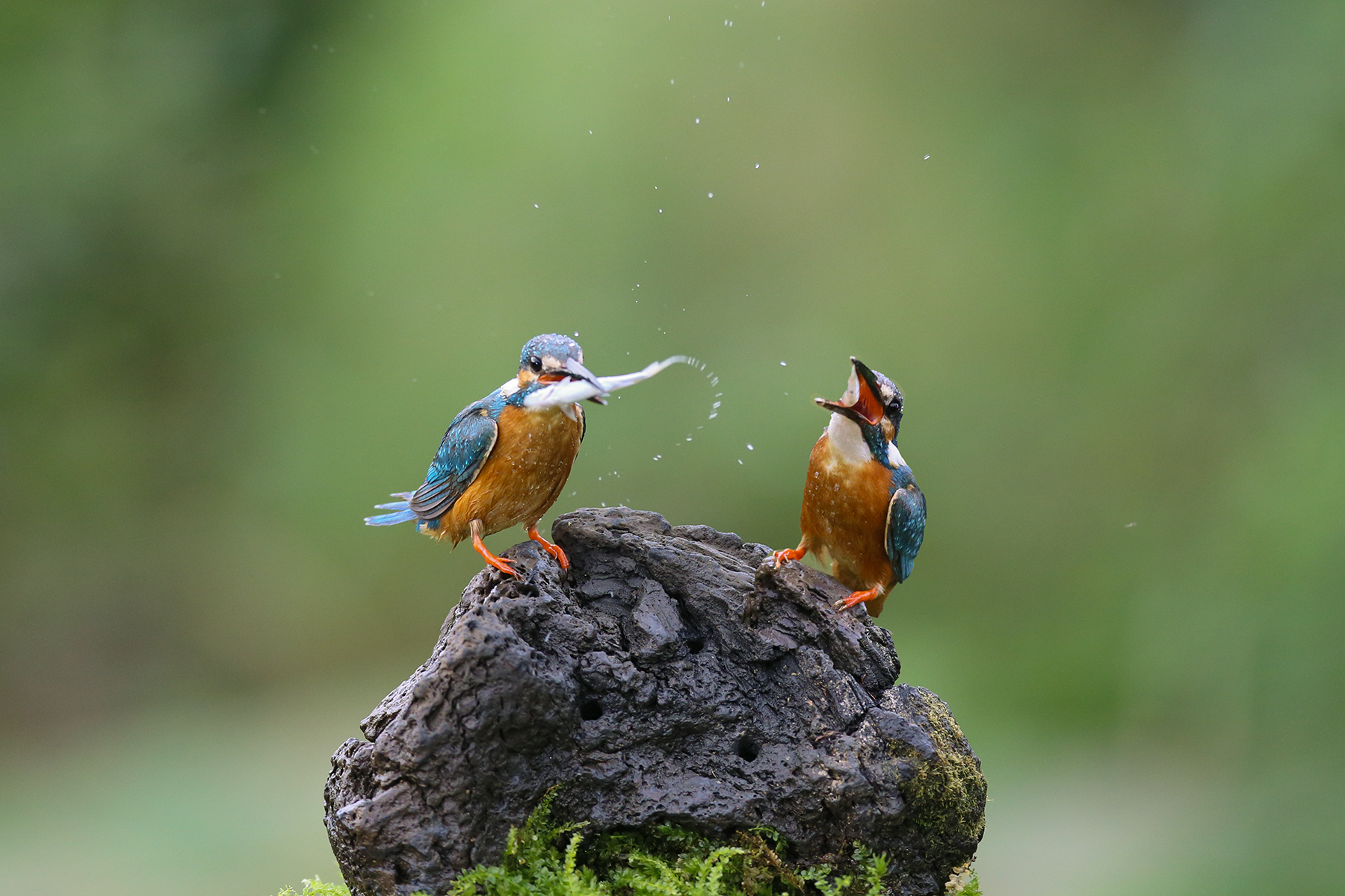 PHOTO BY WO2YA LAB | Canon EOS-1D X Mark II | 2024:06:04 17:50:45 | ISO-3200 | 1/2000 sec | f 7.1 | 250 mm | EV=0 | ● WIDTH:1800 pixels  HEIGHT:1200 pixels