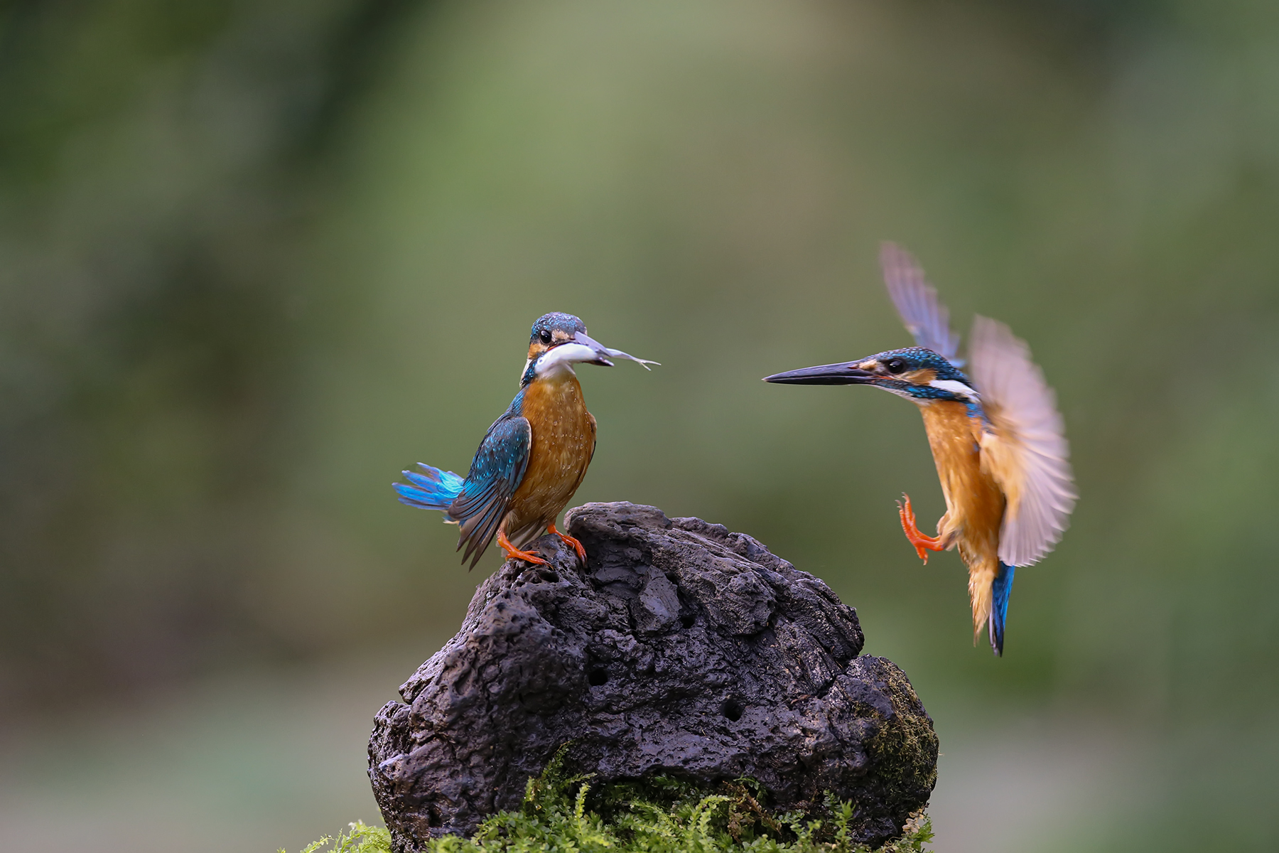 PHOTO BY WO2YA LAB | Canon EOS-1D X Mark II | 2024:06:04 17:50:45 | ISO-3200 | 1/2000 sec | f 7.1 | 250 mm | EV=0 | ● WIDTH:1800 pixels  HEIGHT:1200 pixels