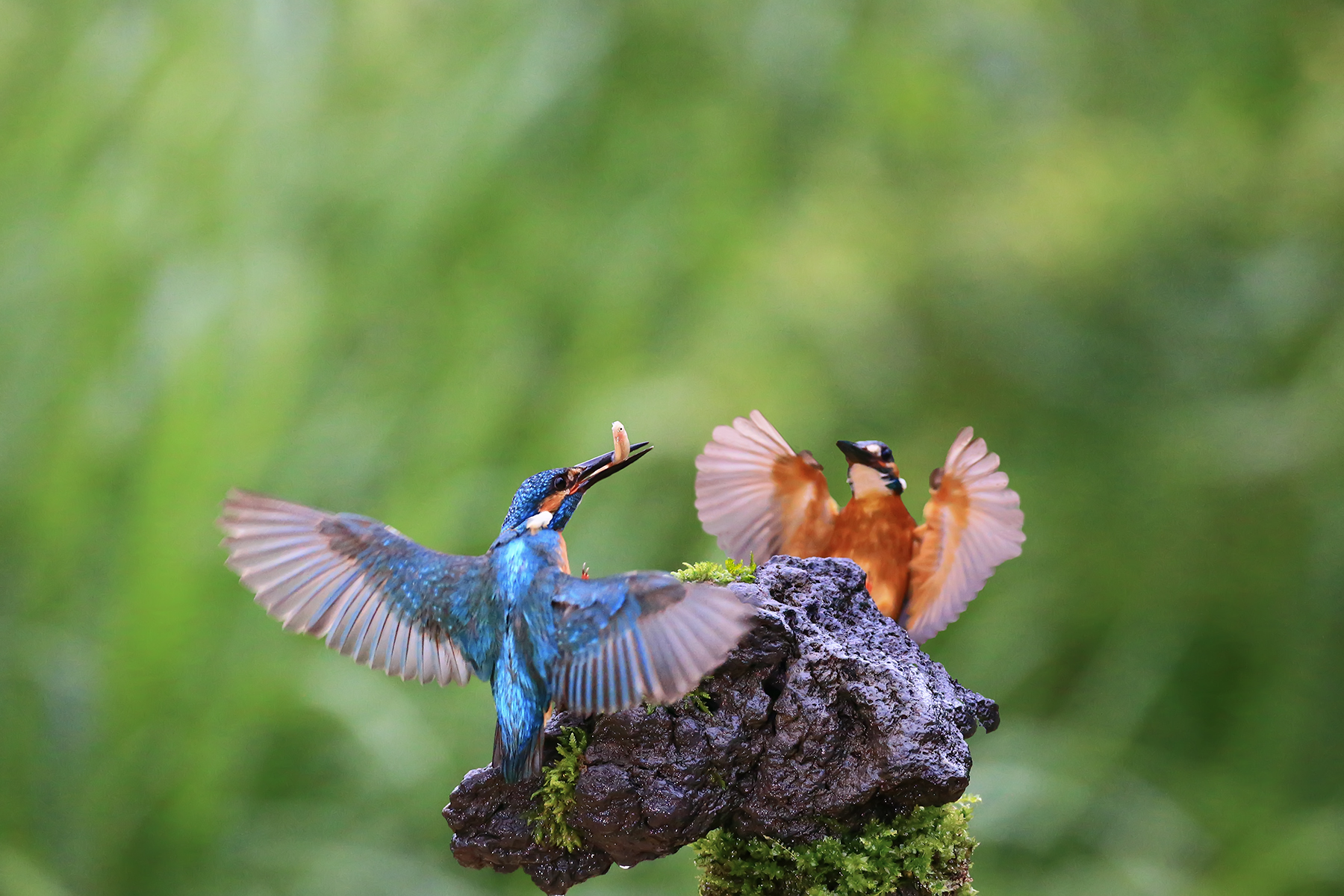 PHOTO BY WO2YA LAB | Canon EOS-1D X Mark II | 2024:06:04 17:50:47 | ISO-3200 | 1/8000 sec | f 7.1 | 250 mm | EV=0 | ● WIDTH:1800 pixels  HEIGHT:1200 pixels