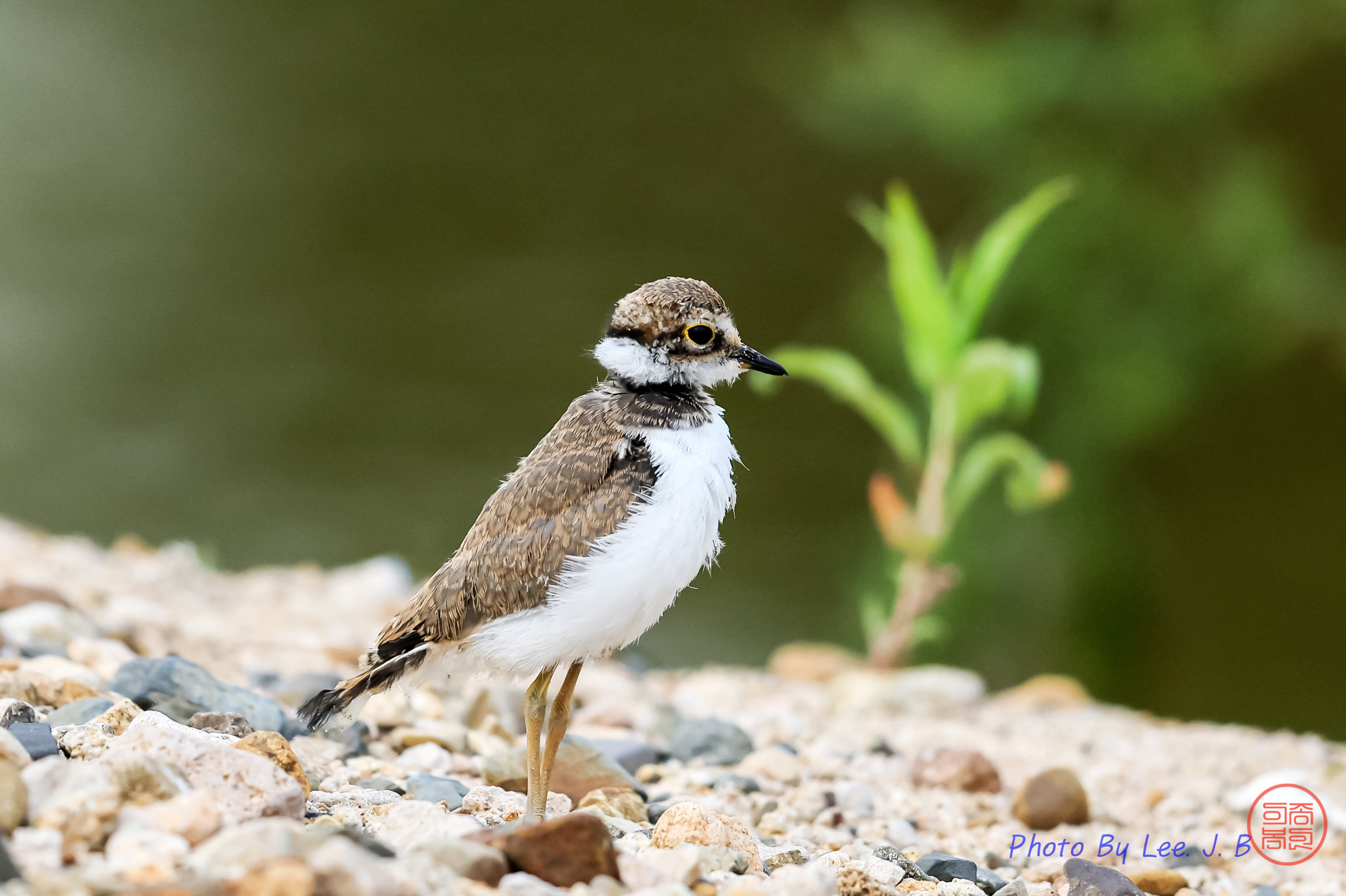 PHOTO BY  | Canon EOS R3 | 2024:05:25 07:13:13 | ISO-1000 | 1/2500 sec | f 5.6 | 840 mm | EV=-0.7 | ● WIDTH:2750 pixels  HEIGHT:1832 pixels