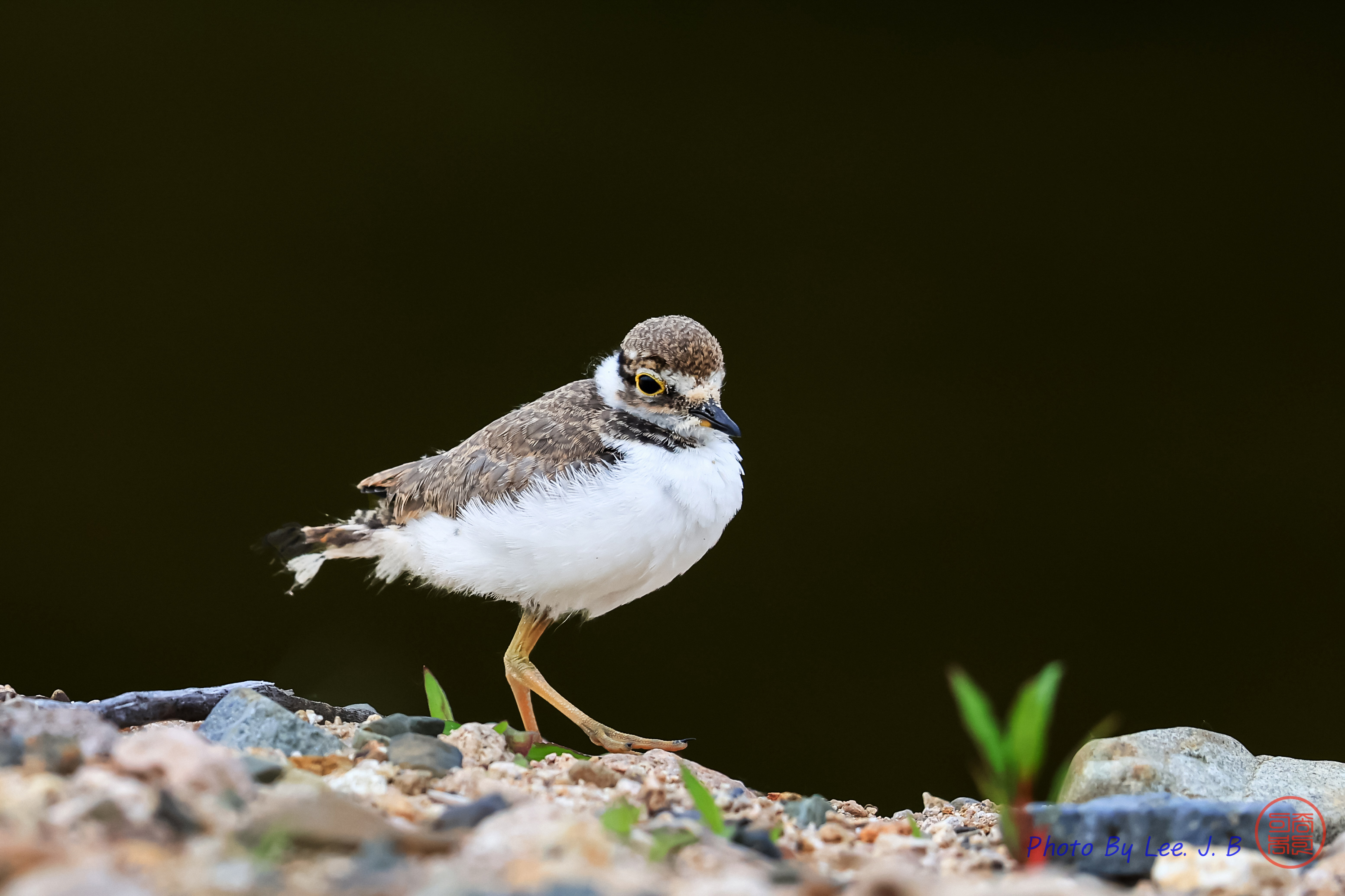 PHOTO BY  | Canon EOS R3 | 2024:05:25 07:19:15 | ISO-1250 | 1/2500 sec | f 5.6 | 840 mm | EV=0 | ● WIDTH:3105 pixels  HEIGHT:2070 pixels