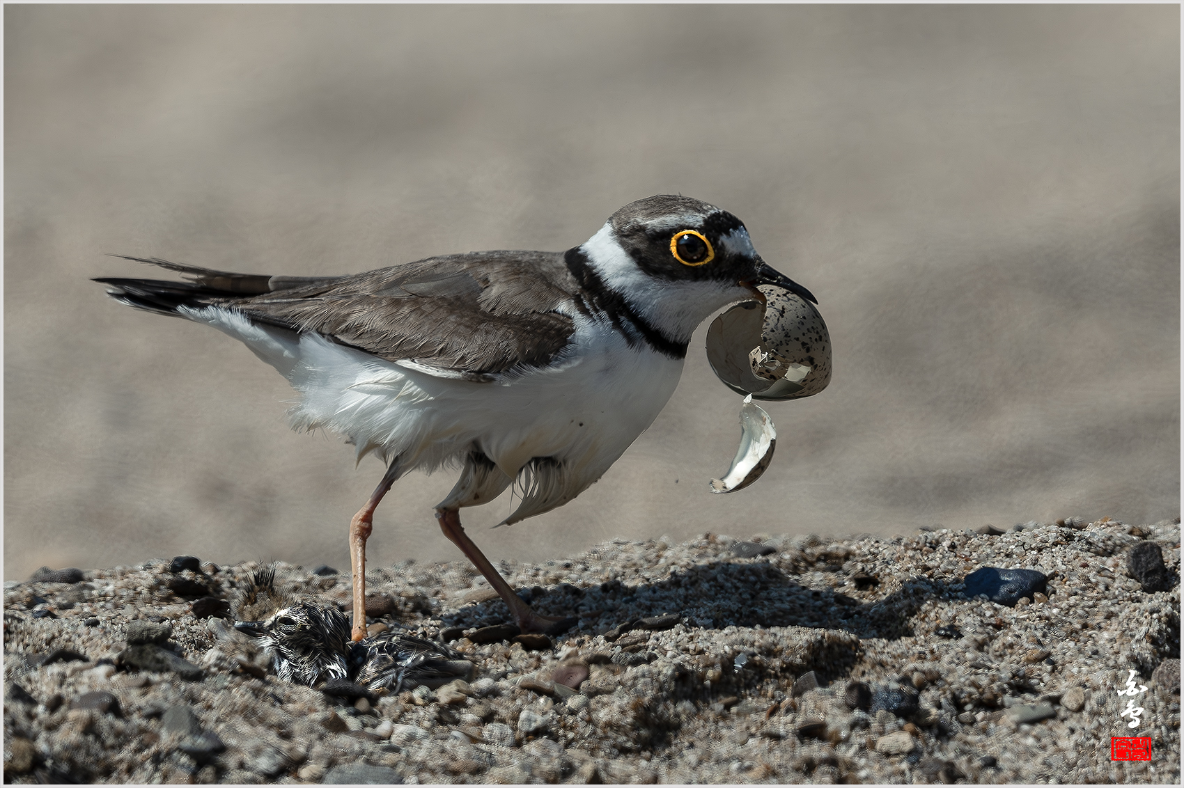 PHOTO BY  | NIKON Z 9 | 2024:06:12 14:51:35 | ISO-250 | 1/2500 sec | f 8 | 840 mm | EV=-0.7 | ● WIDTH:1700 pixels  HEIGHT:1132 pixels