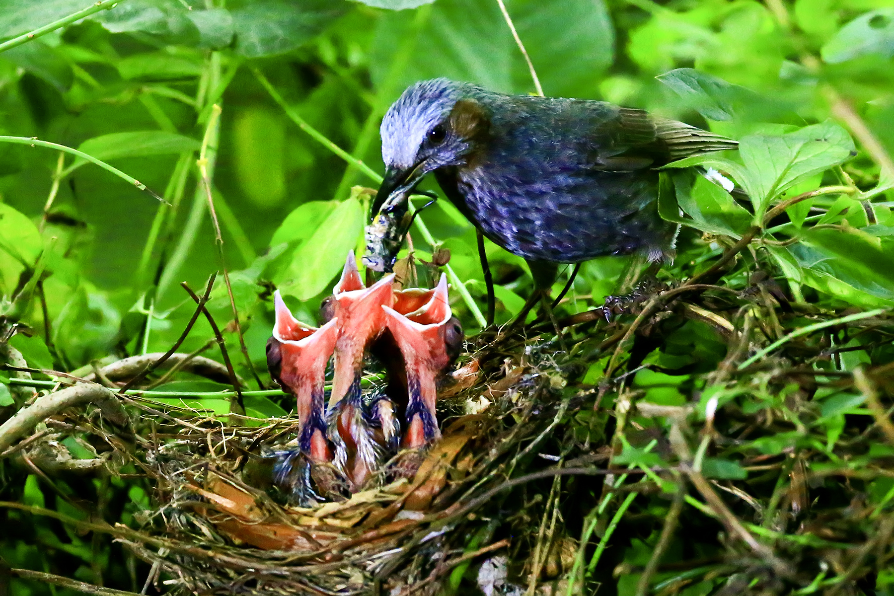 PHOTO BY WO2YA LAB | Canon EOS-1D X Mark II | 2024:06:04 17:50:47 | ISO-3200 | 1/8000 sec | f 7.1 | 250 mm | EV=0 | ● WIDTH:1800 pixels  HEIGHT:1200 pixels