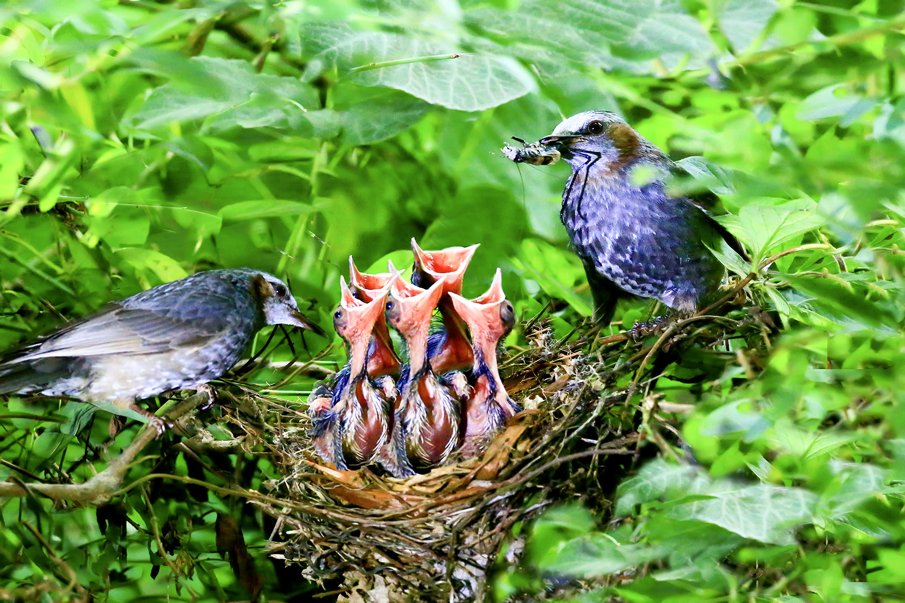 PHOTO BY WO2YA LAB | Canon EOS-1D X Mark II | 2024:06:04 17:50:47 | ISO-3200 | 1/8000 sec | f 7.1 | 250 mm | EV=0 | ● WIDTH:1800 pixels  HEIGHT:1200 pixels