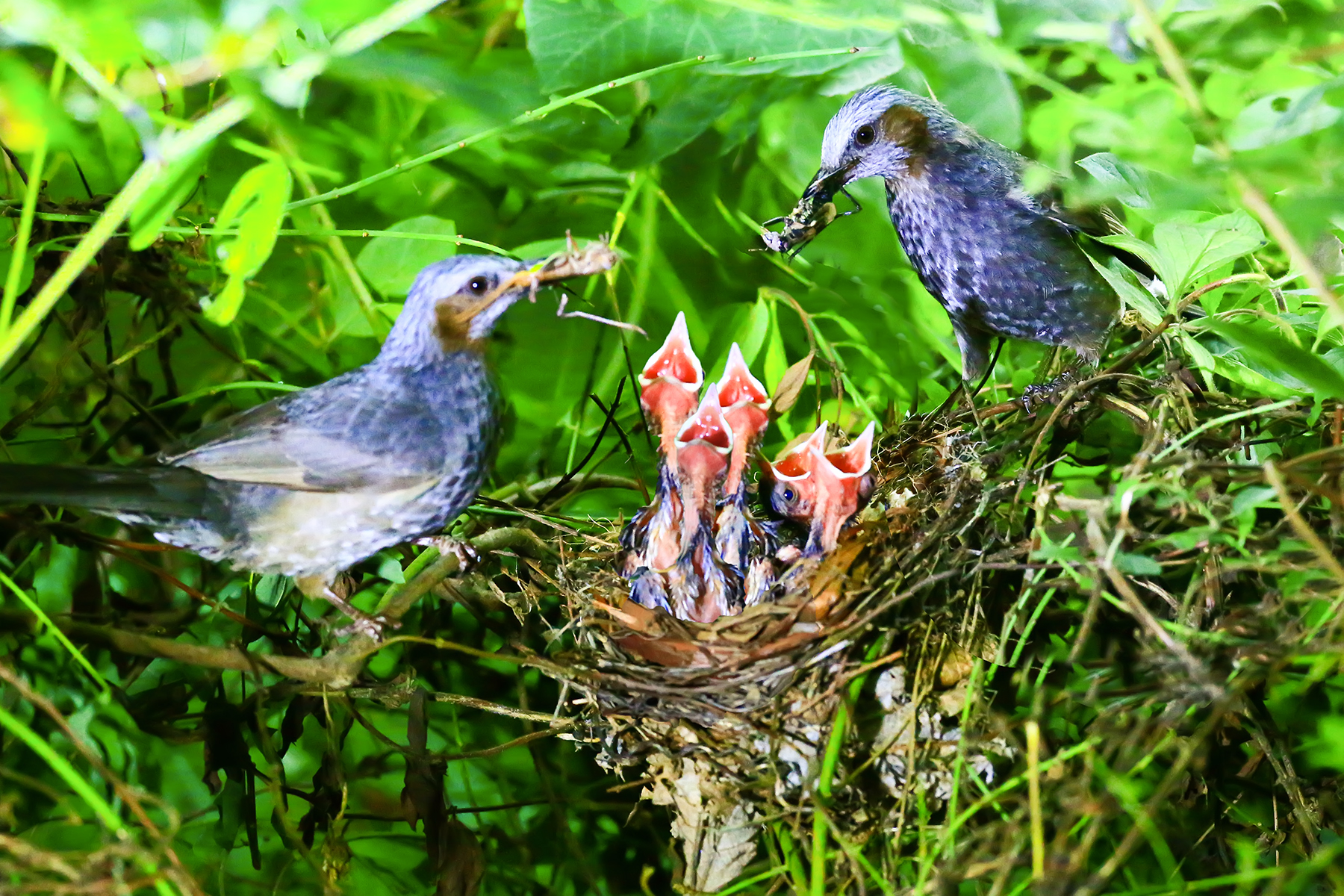 PHOTO BY WO2YA LAB | Canon EOS-1D X Mark II | 2024:06:04 17:50:47 | ISO-3200 | 1/8000 sec | f 7.1 | 250 mm | EV=0 | ● WIDTH:1800 pixels  HEIGHT:1200 pixels